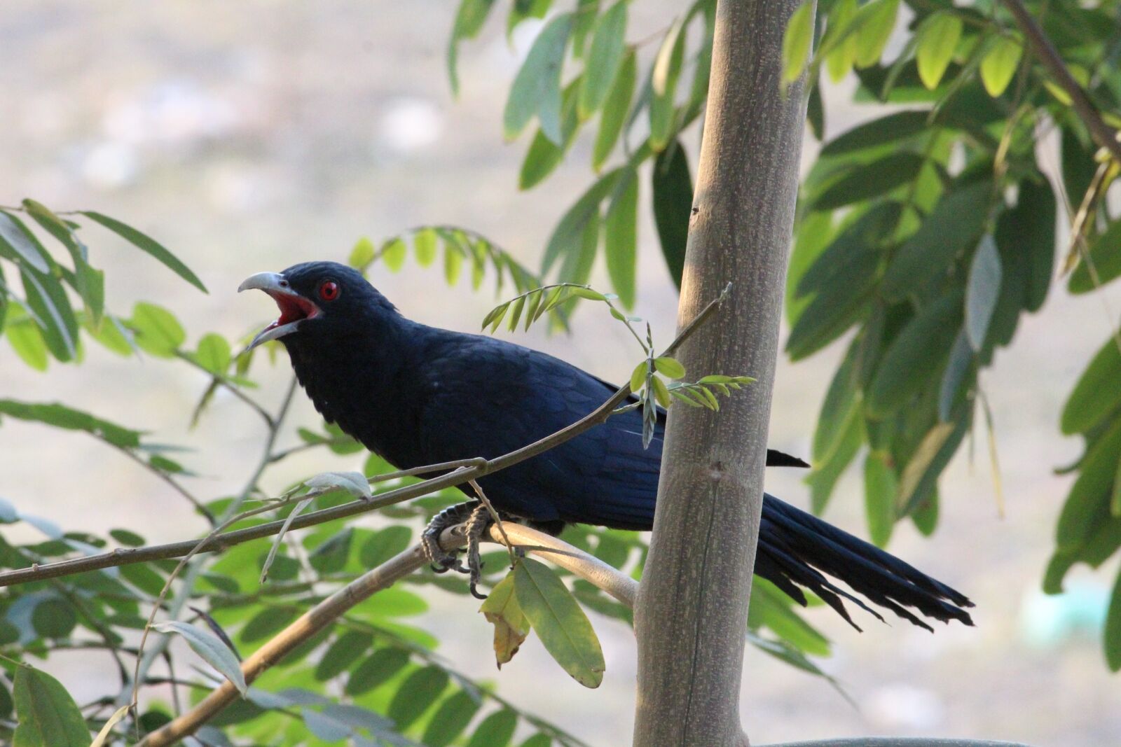 Canon EOS 1300D (EOS Rebel T6 / EOS Kiss X80) sample photo. Asian koel male, koel photography