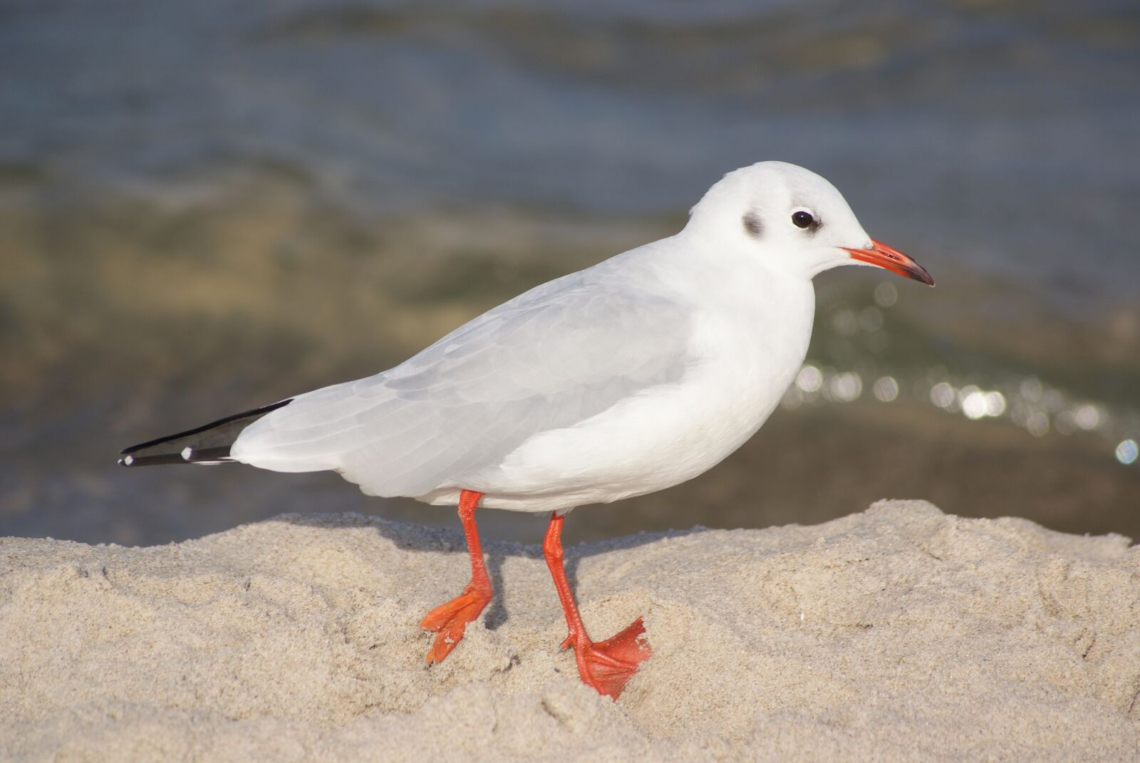 Sony Alpha DSLR-A300 sample photo. Bird, seagull, śmieszka photography