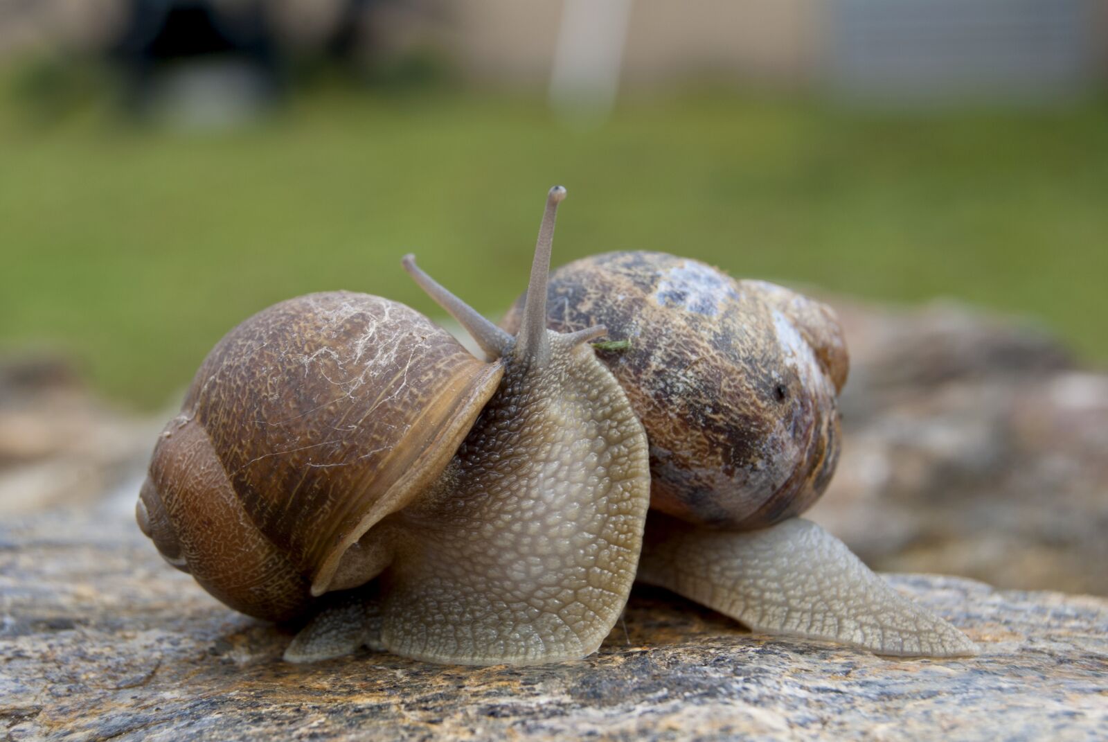 Nikon D60 sample photo. Snails, snail, molluscum photography