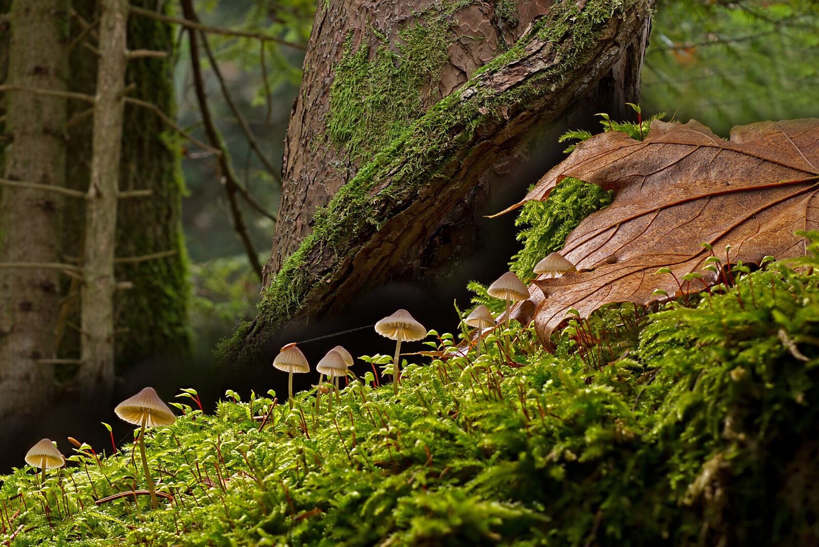 Canon EOS 7D sample photo. Mushrooms, mushroom, forest photography