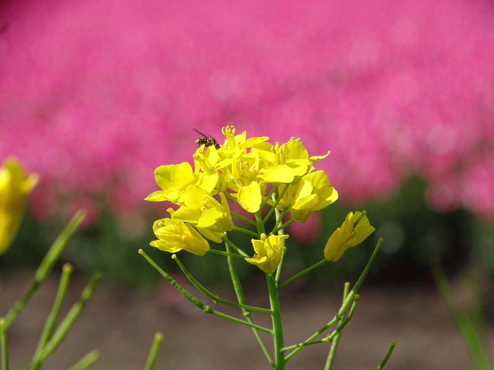 Sony Cyber-shot DSC-HX400V sample photo. Flower, flowers, yellow photography