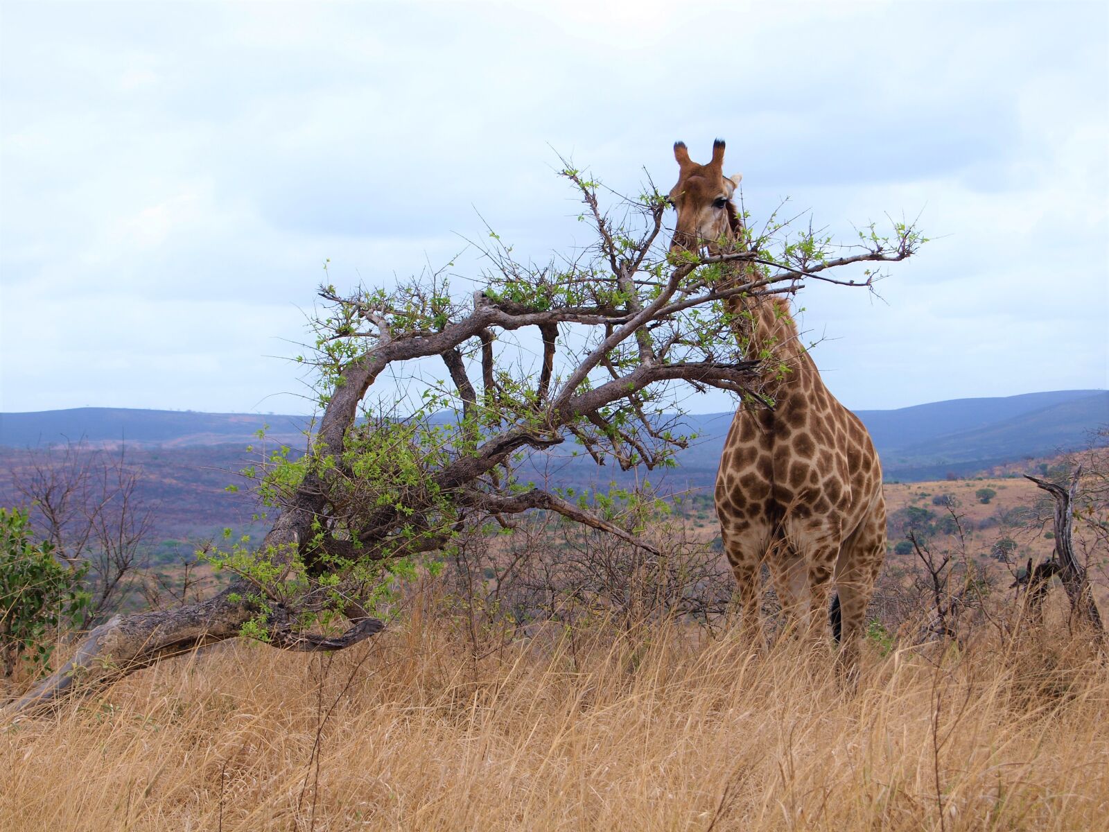 Olympus E-420 (EVOLT E-420) sample photo. Giraffe, animal, africa photography