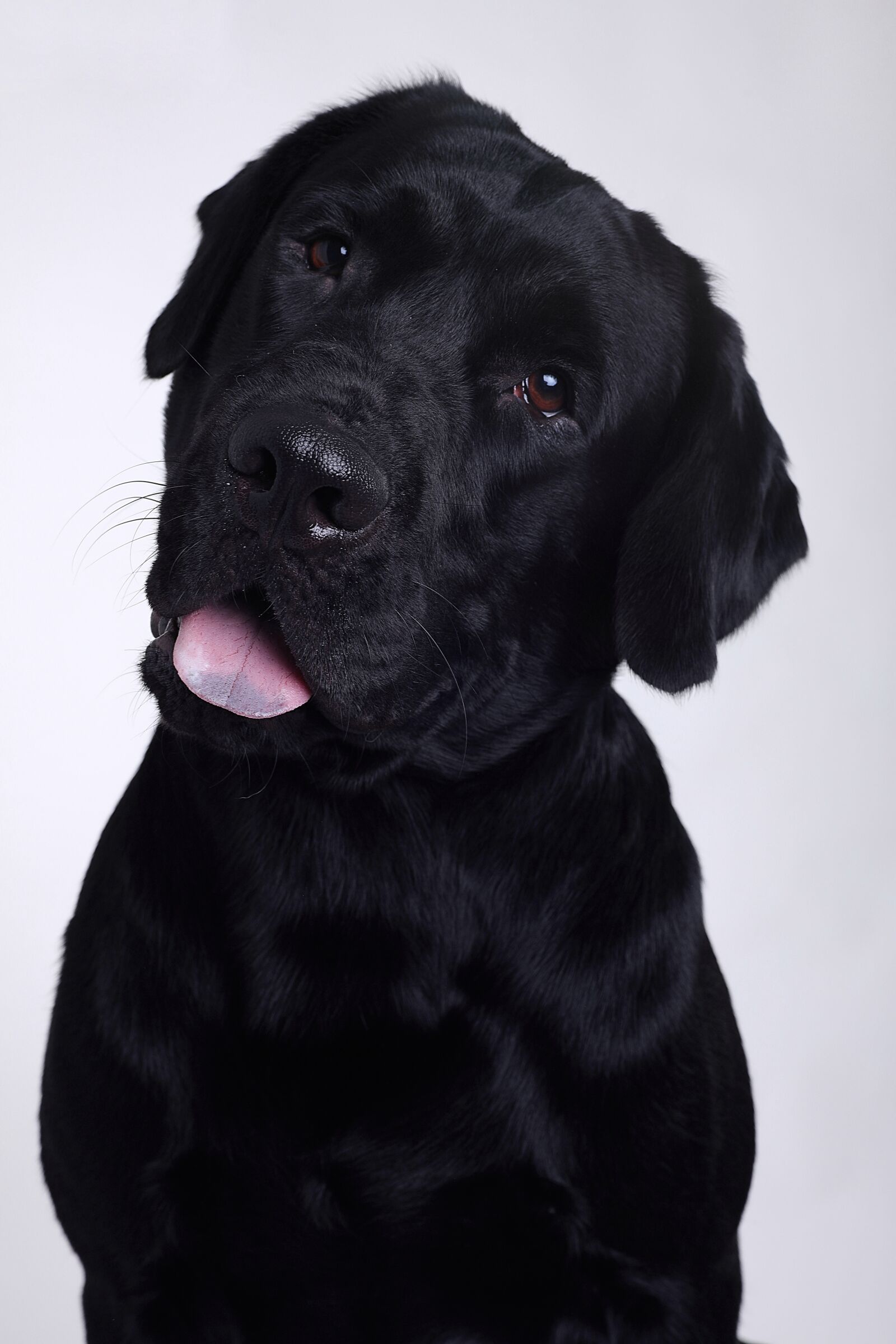 Canon EOS 5D Mark IV sample photo. Labrador, tongue, crooked head photography