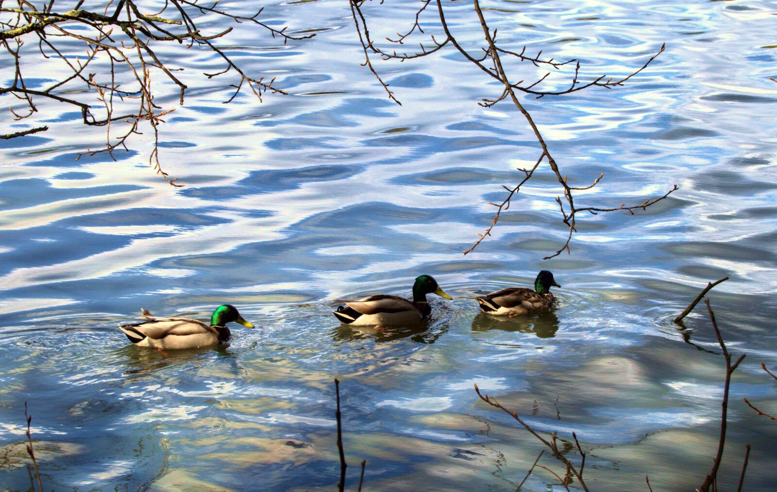 Nikon D5100 sample photo. Ducks, water, nature photography