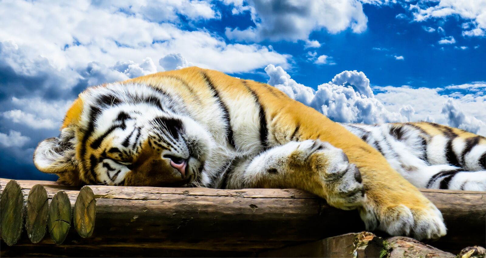 Canon PowerShot SX50 HS sample photo. Tiger, big cat, predator photography