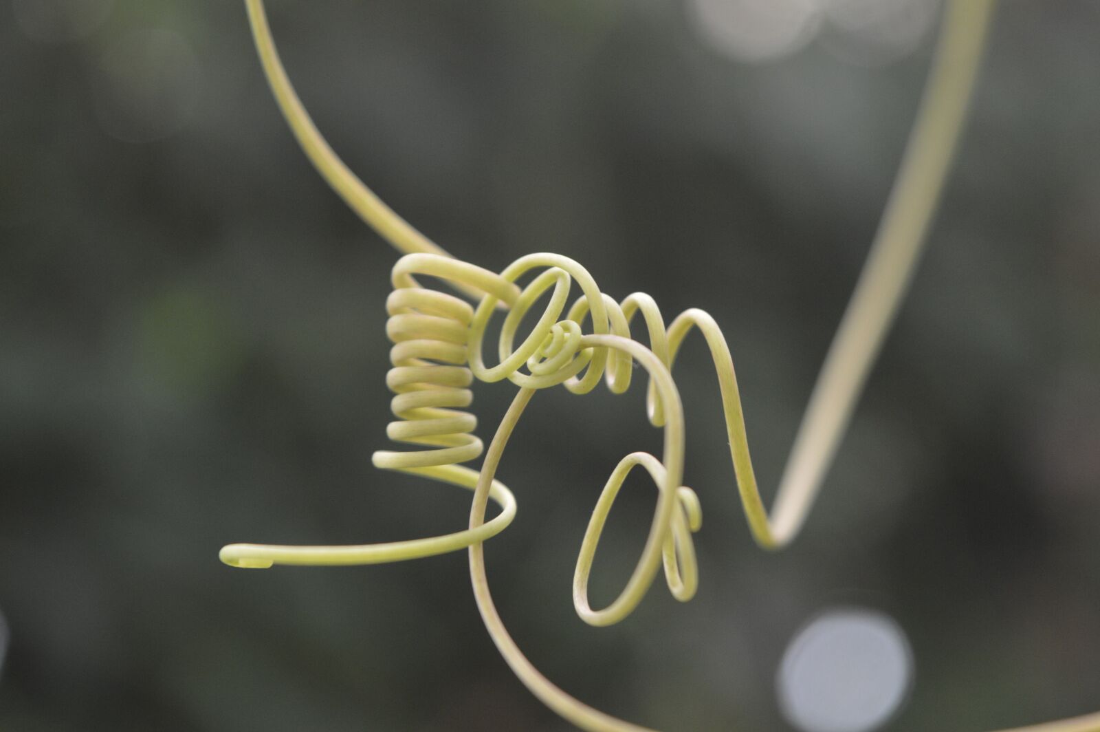Nikon D3200 sample photo. Liana, green, plant photography