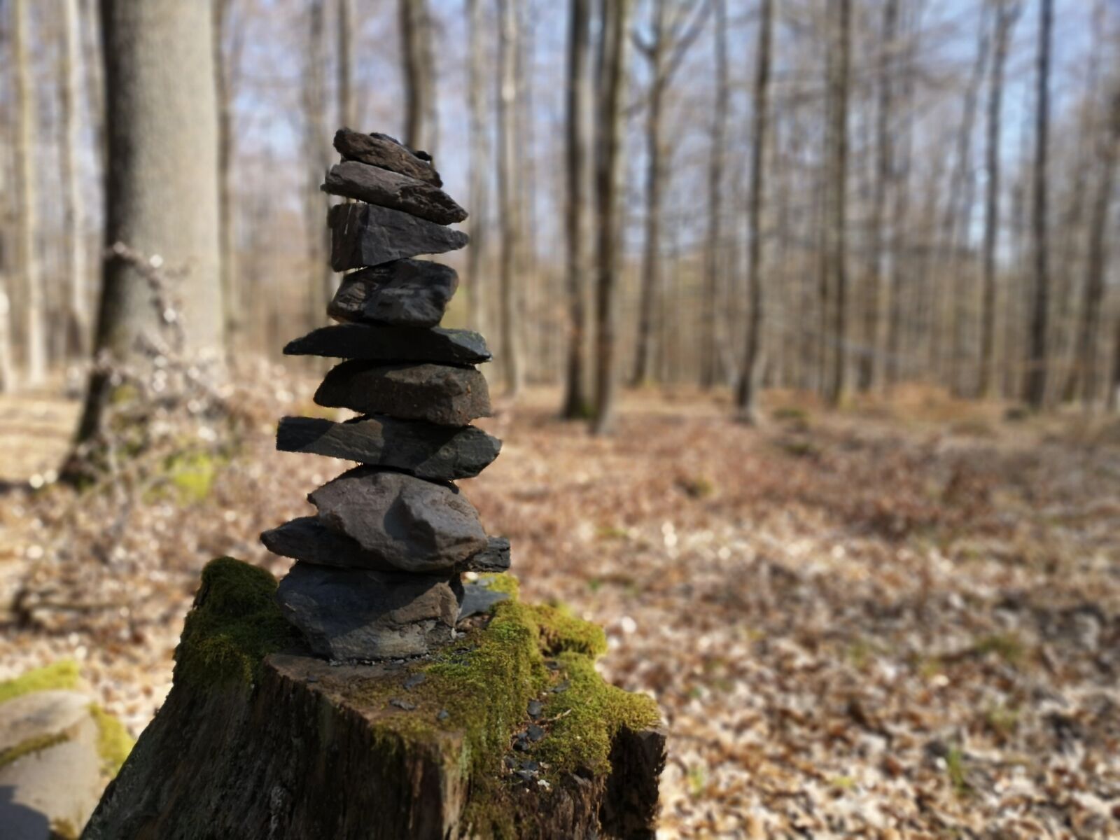 HUAWEI CLT-L09 sample photo. Forest, stones, nature photography