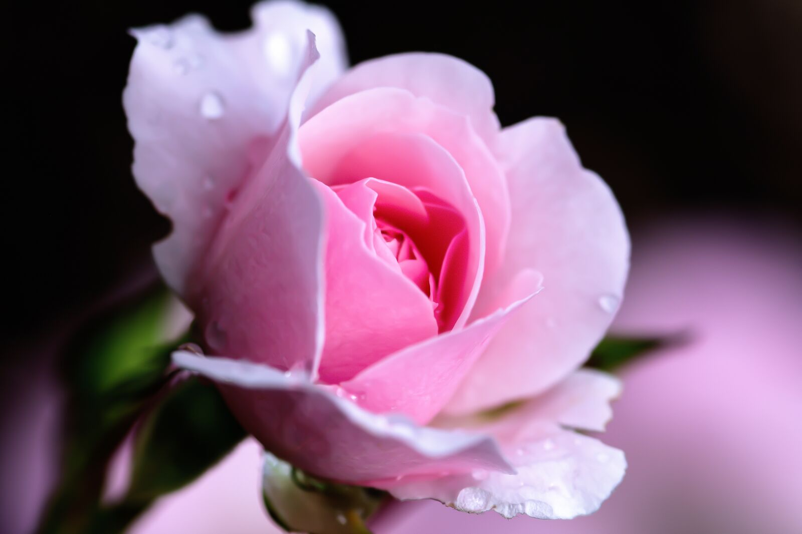 Nikon D7200 sample photo. Rose, tender, romantic photography