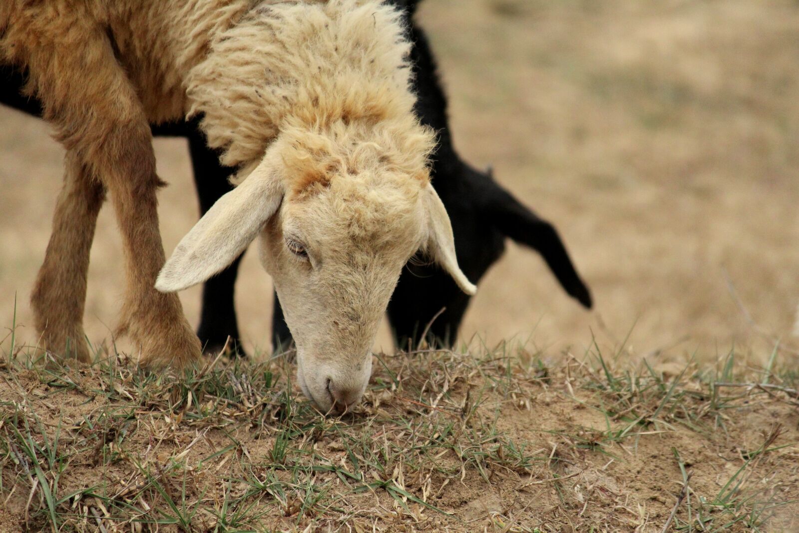 Canon EF-S 55-250mm F4-5.6 IS II sample photo. Sheep, animals, lamb photography