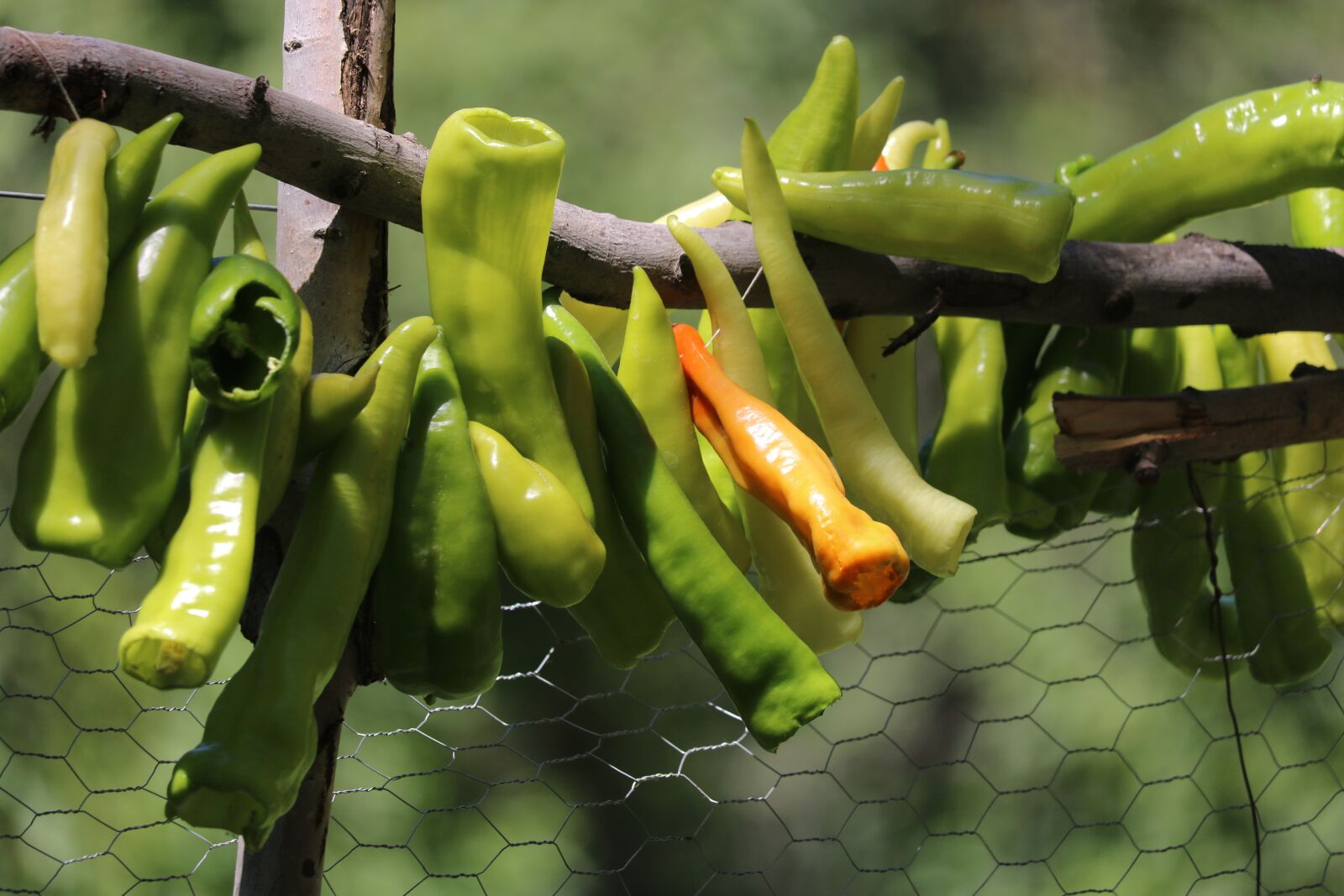 Canon EOS 750D (EOS Rebel T6i / EOS Kiss X8i) sample photo. Pepper, green, tree photography