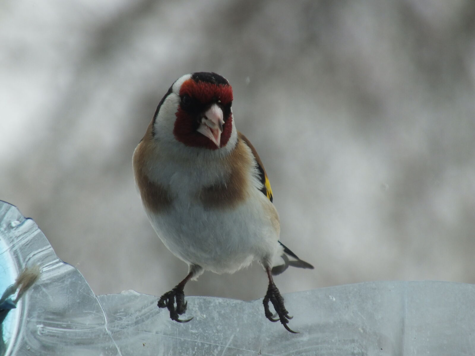 Fujifilm FinePix HS30EXR sample photo. Bird, close, goldfinches, winter photography