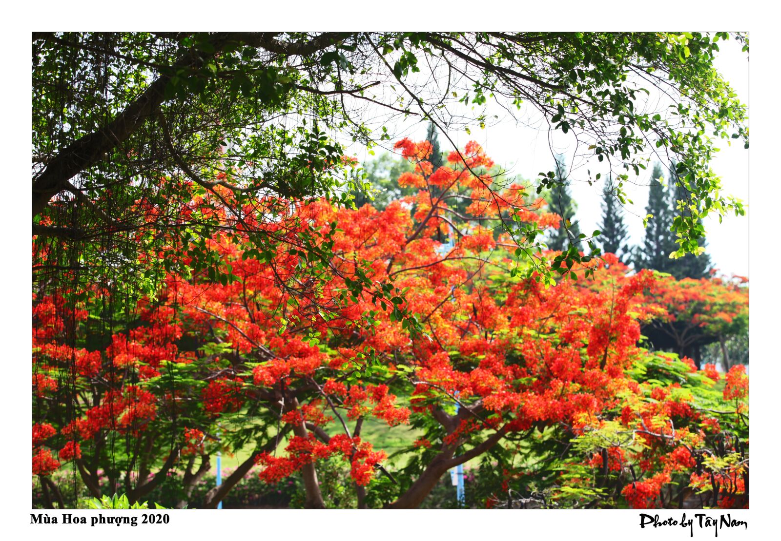 Canon EOS 5D Mark II sample photo. Flower, summer, phoenix flower photography