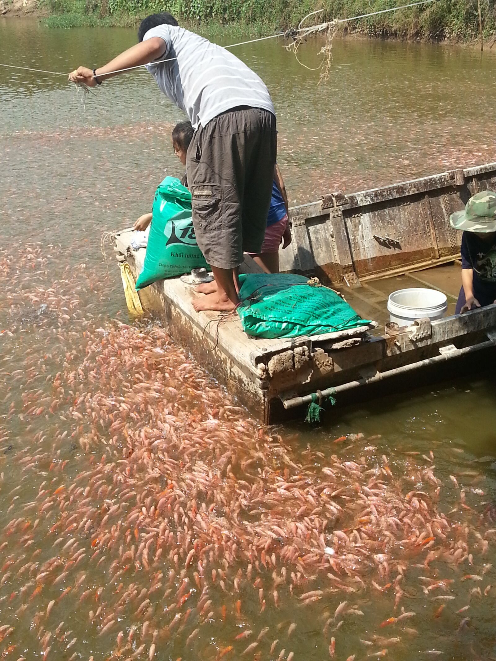 Samsung Galaxy S3 sample photo. Feed, fish, it photography