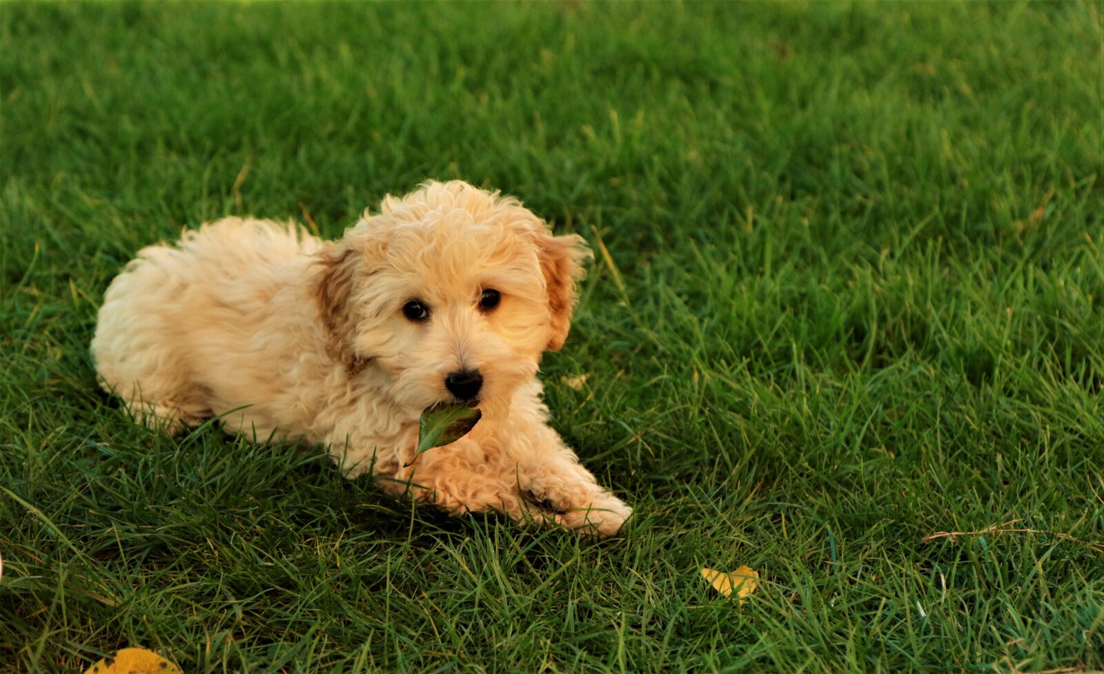 Canon EOS 7D Mark II sample photo. Puppy, dog, cute photography