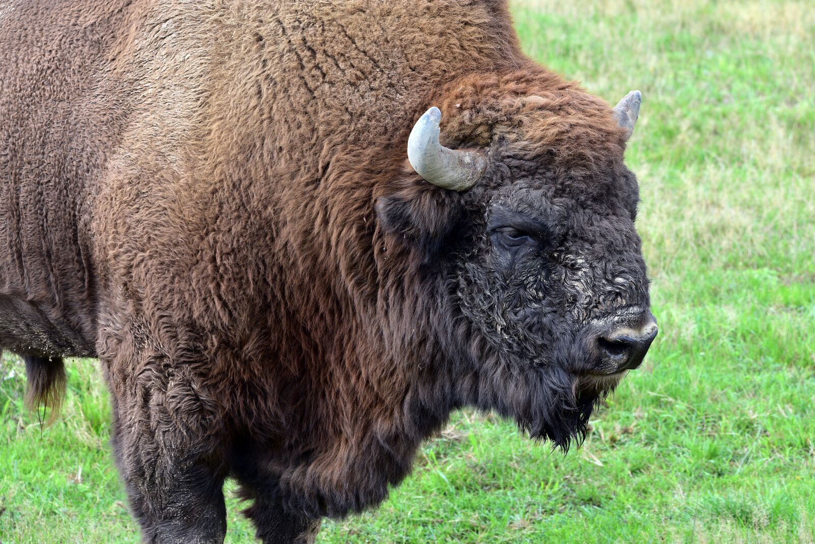 Nikon D3400 sample photo. Bison, buffalo, bull photography