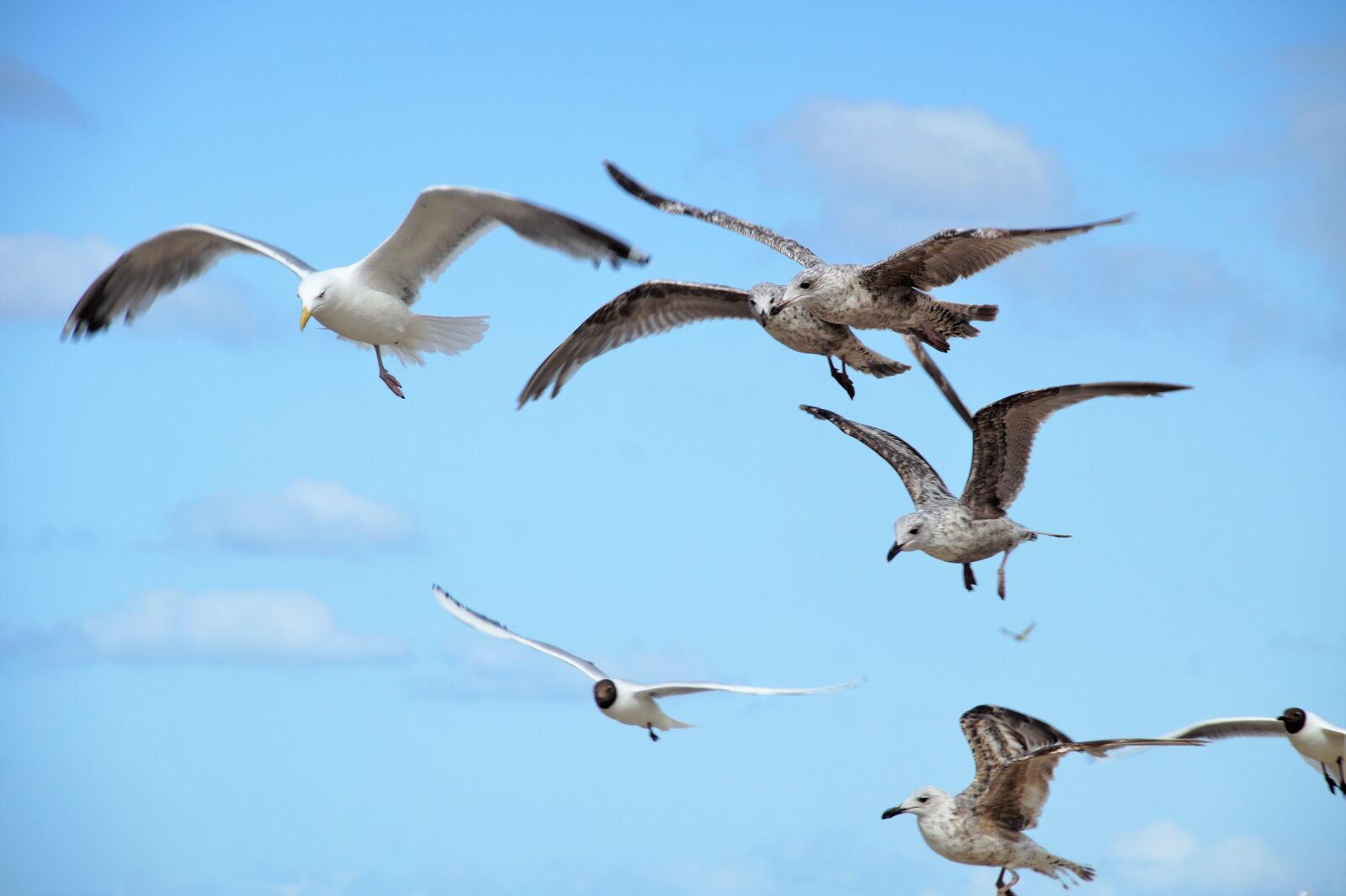 Sony SLT-A58 sample photo. The seagulls, the seagull photography