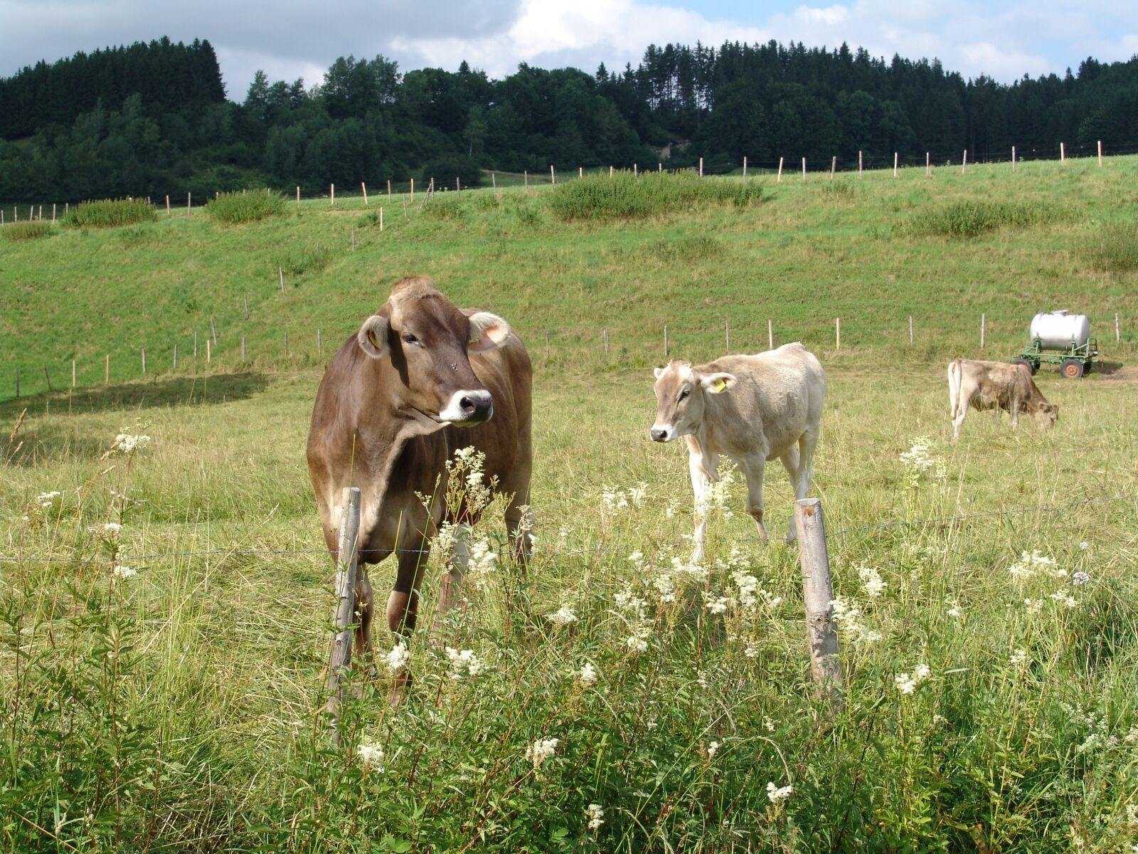 Sony DSC-F828 sample photo. Nature, cattle, meadow photography