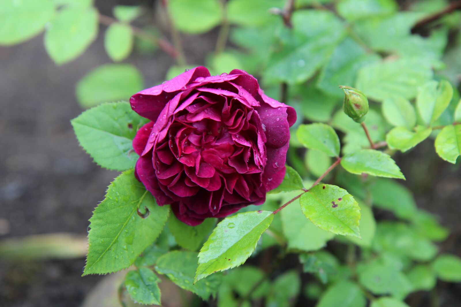 Canon EOS 600D (Rebel EOS T3i / EOS Kiss X5) sample photo. Rosebush, wild rose old photography