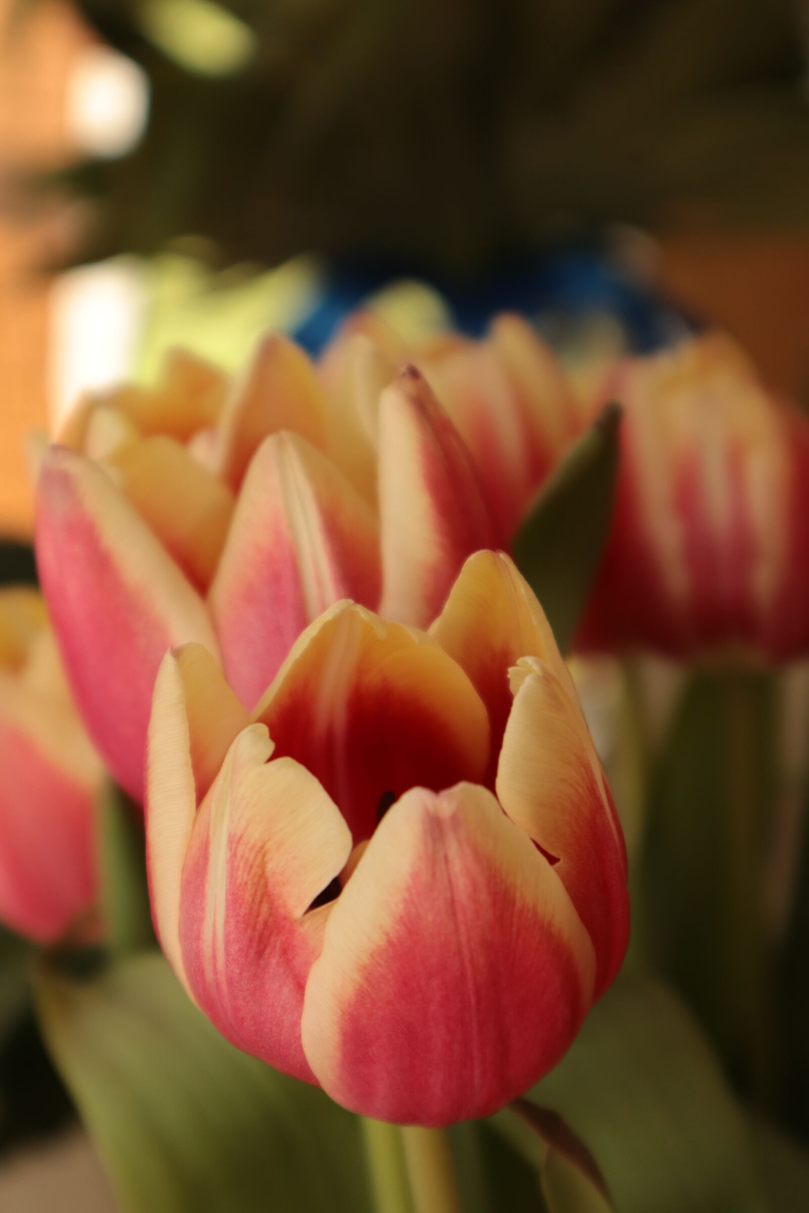 Canon EOS M100 + Canon EF-M 15-45mm F3.5-6.3 IS STM sample photo. Flower, tulip, tulips photography