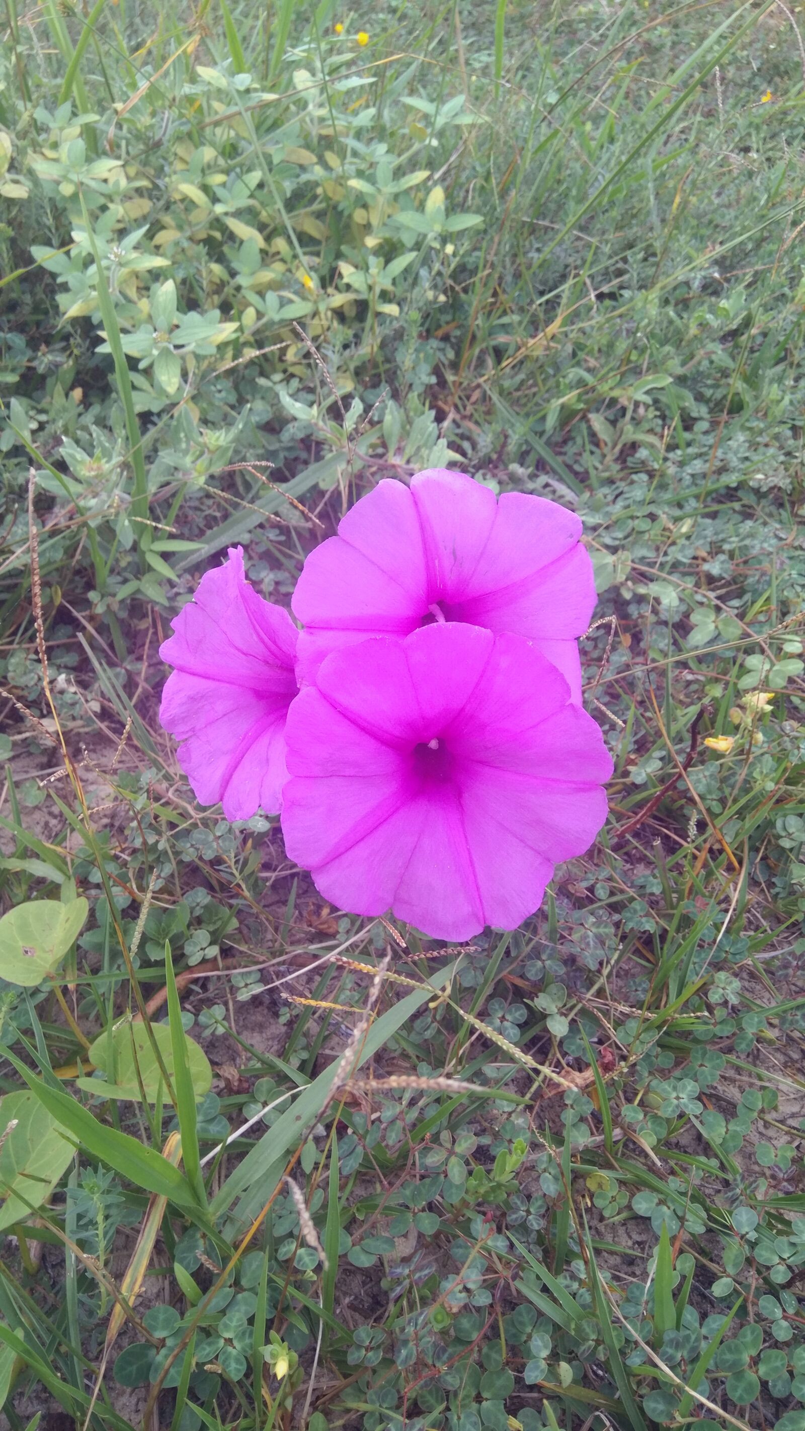 Xiaomi MIX sample photo. Flower, nature, pink photography