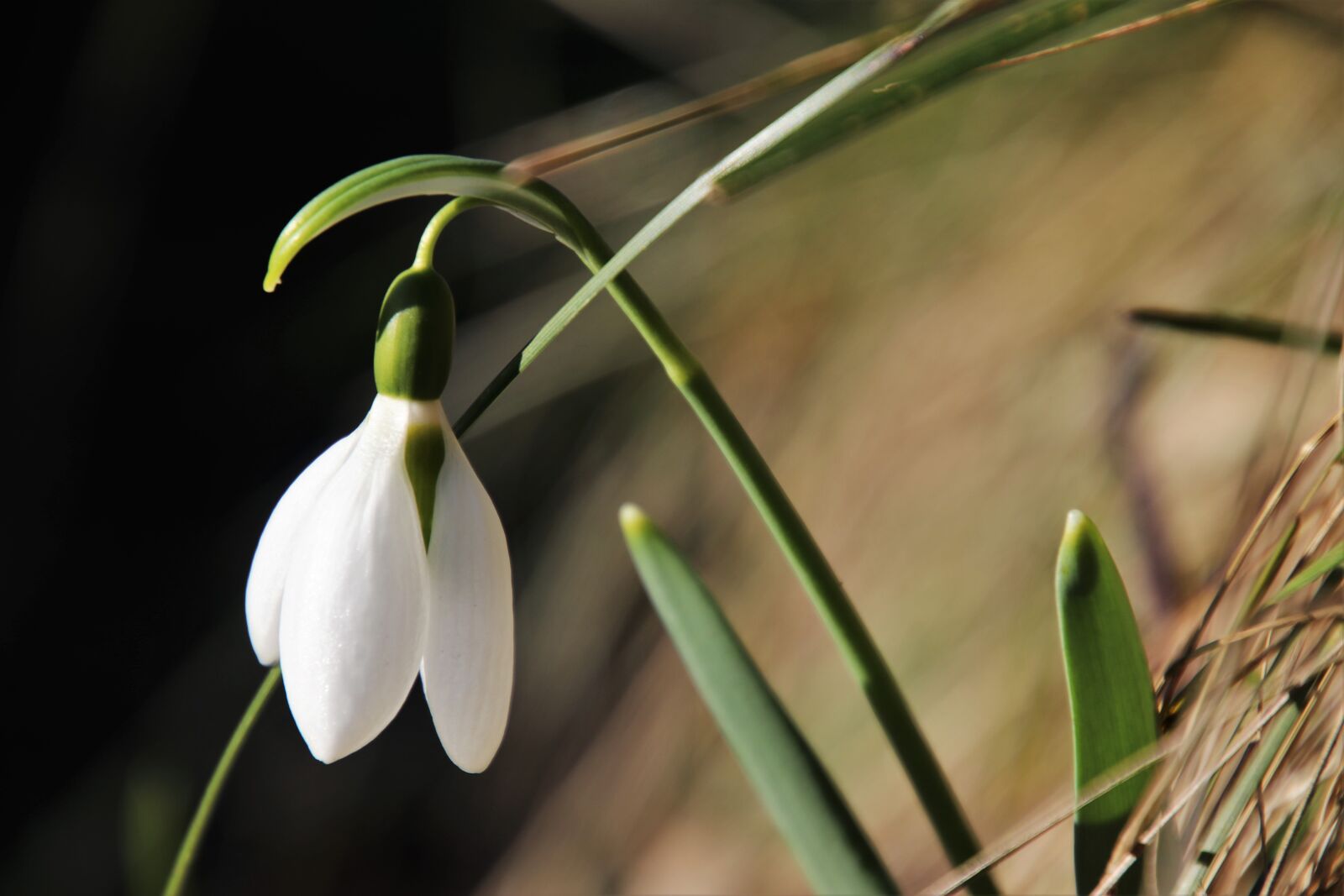 Canon EOS 80D sample photo. Early spring, snowdrops, plant photography