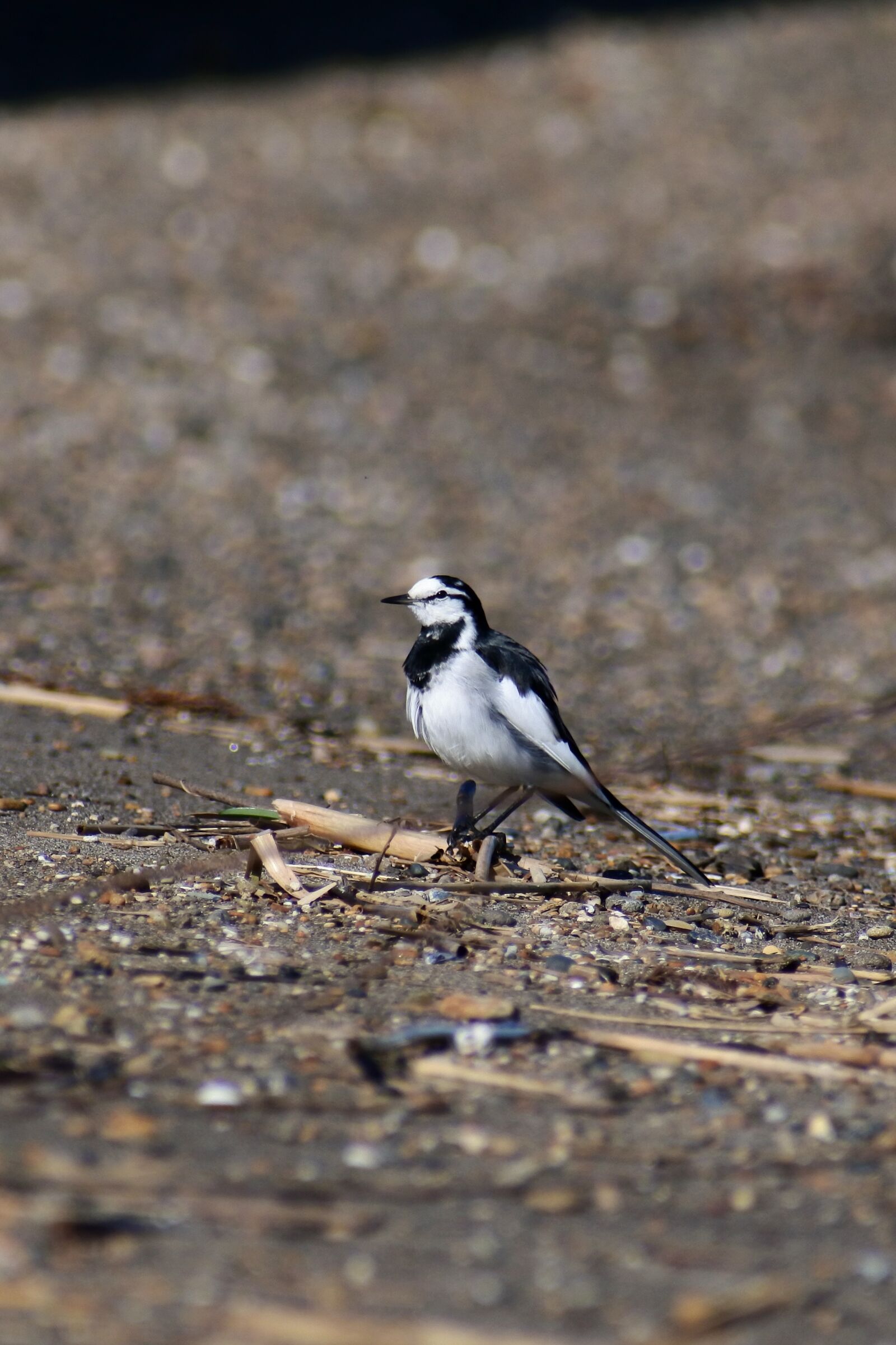 VR 70-300mm f/4.5-6.3G sample photo. Animal, river, sea photography