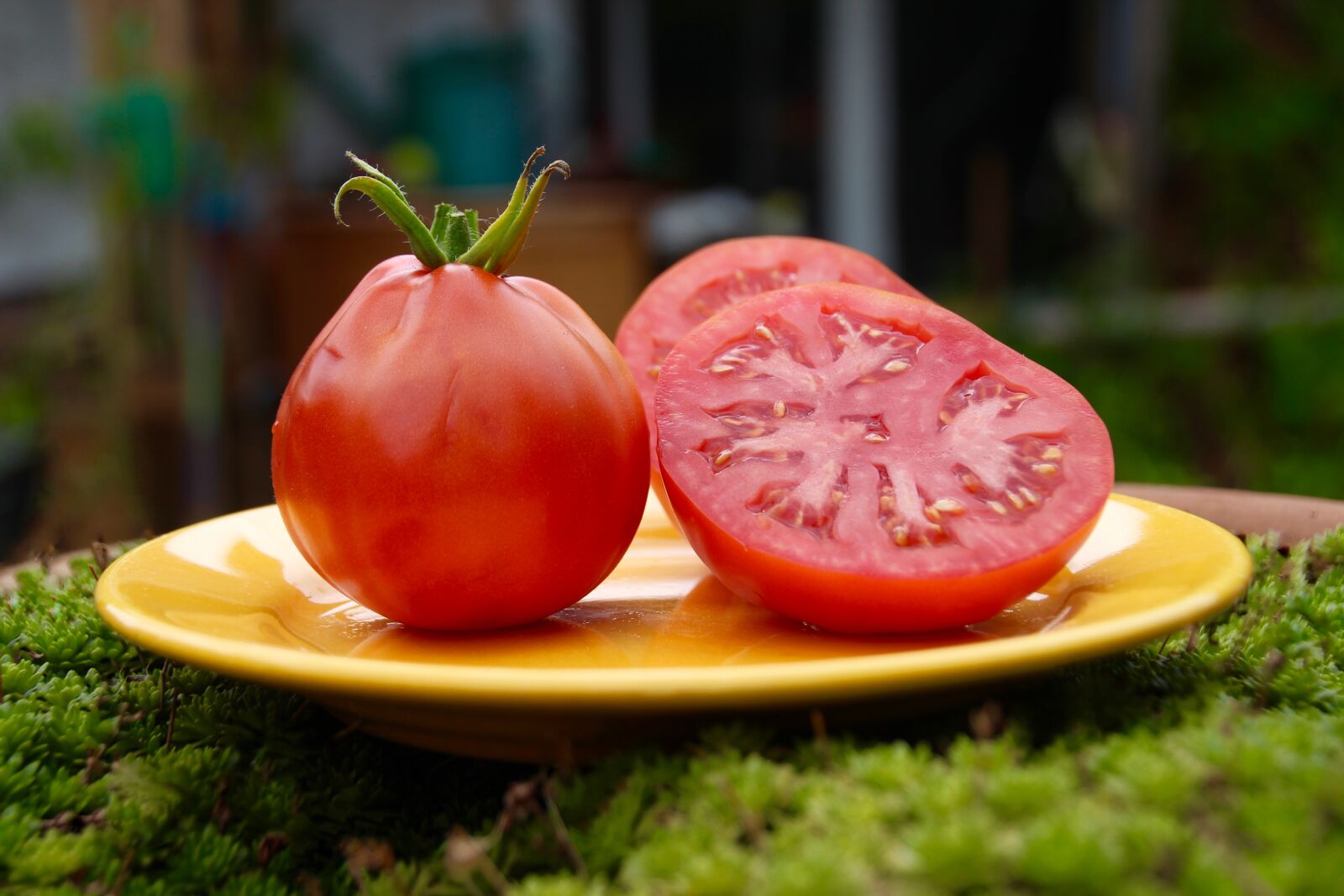Canon EOS 600D (Rebel EOS T3i / EOS Kiss X5) sample photo. Tomato, garden, vegetables photography