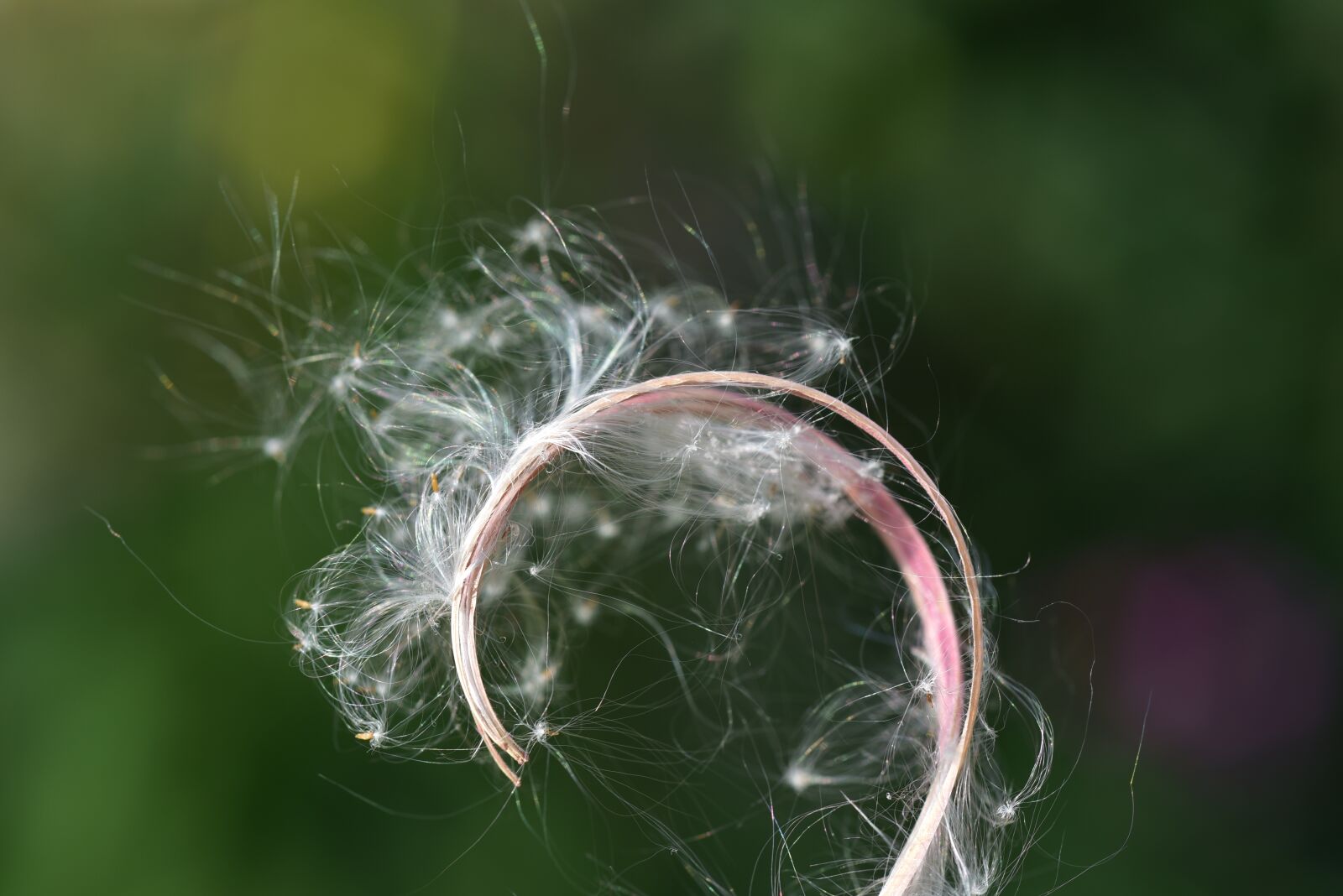 Nikon D750 sample photo. Seeds, spring seeds, flying photography