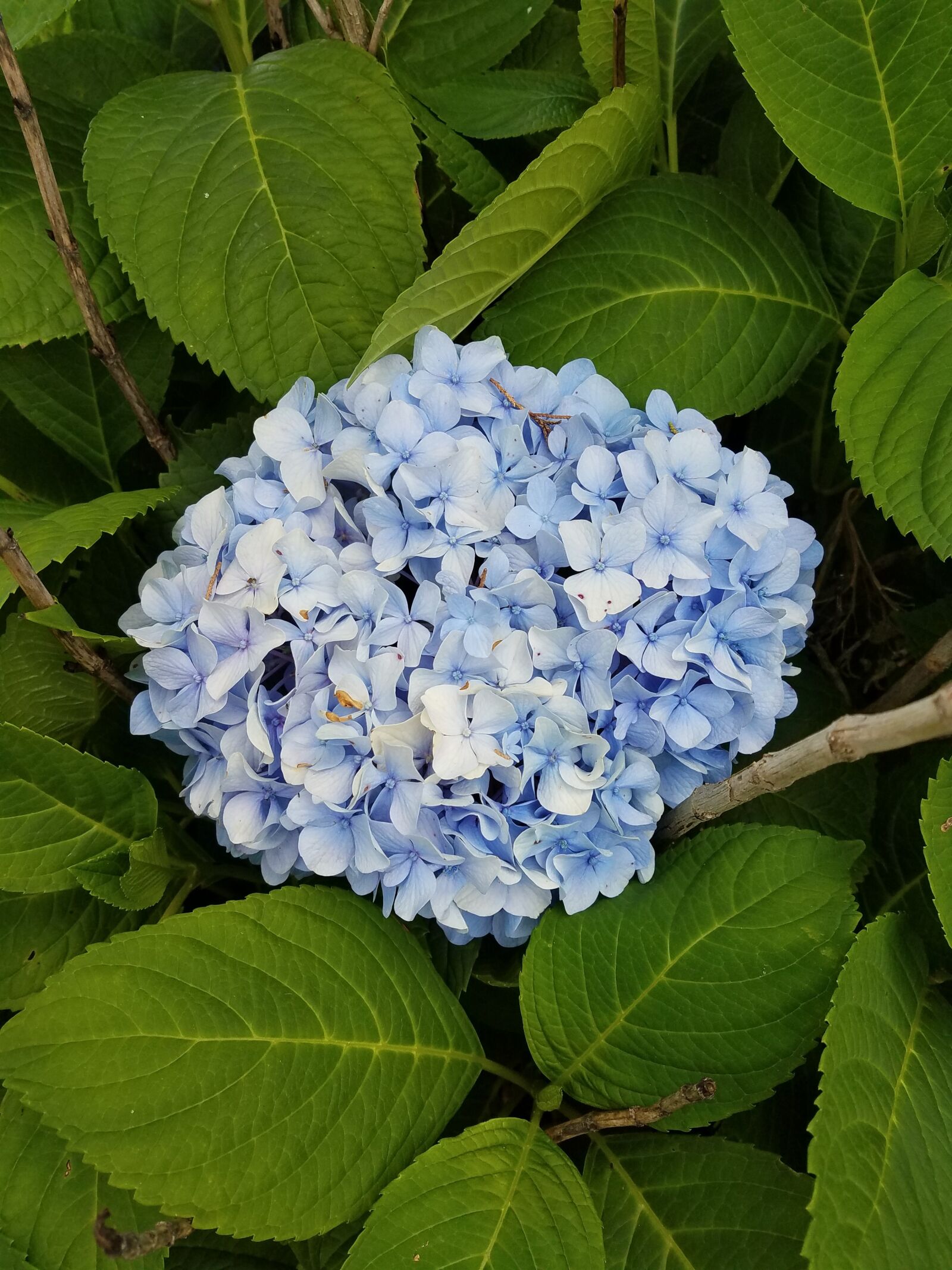 Samsung Galaxy S7 Edge sample photo. Hydrangea, flower, shrub photography