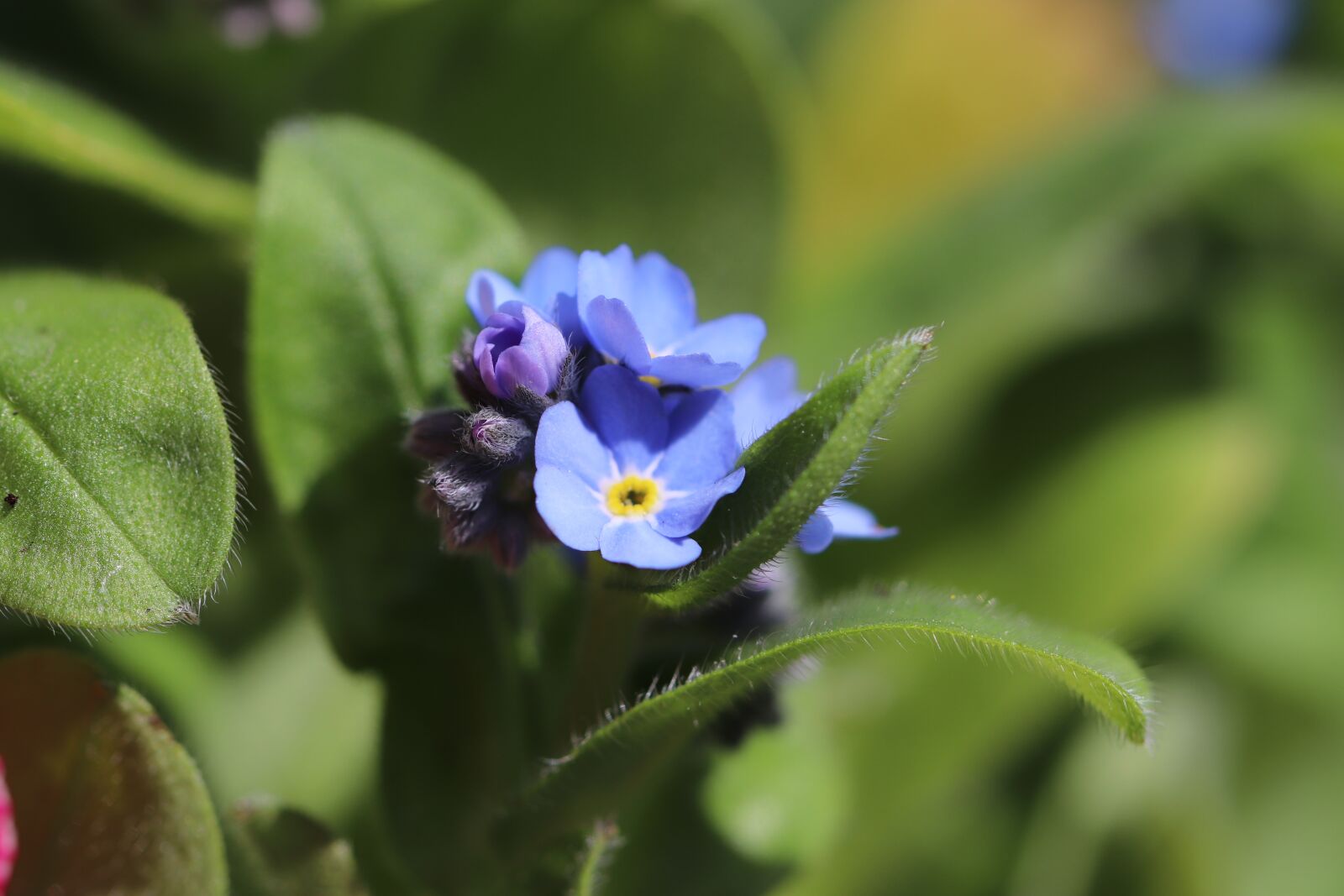 Canon EOS 800D (EOS Rebel T7i / EOS Kiss X9i) sample photo. Blue flowers, spring, nature photography