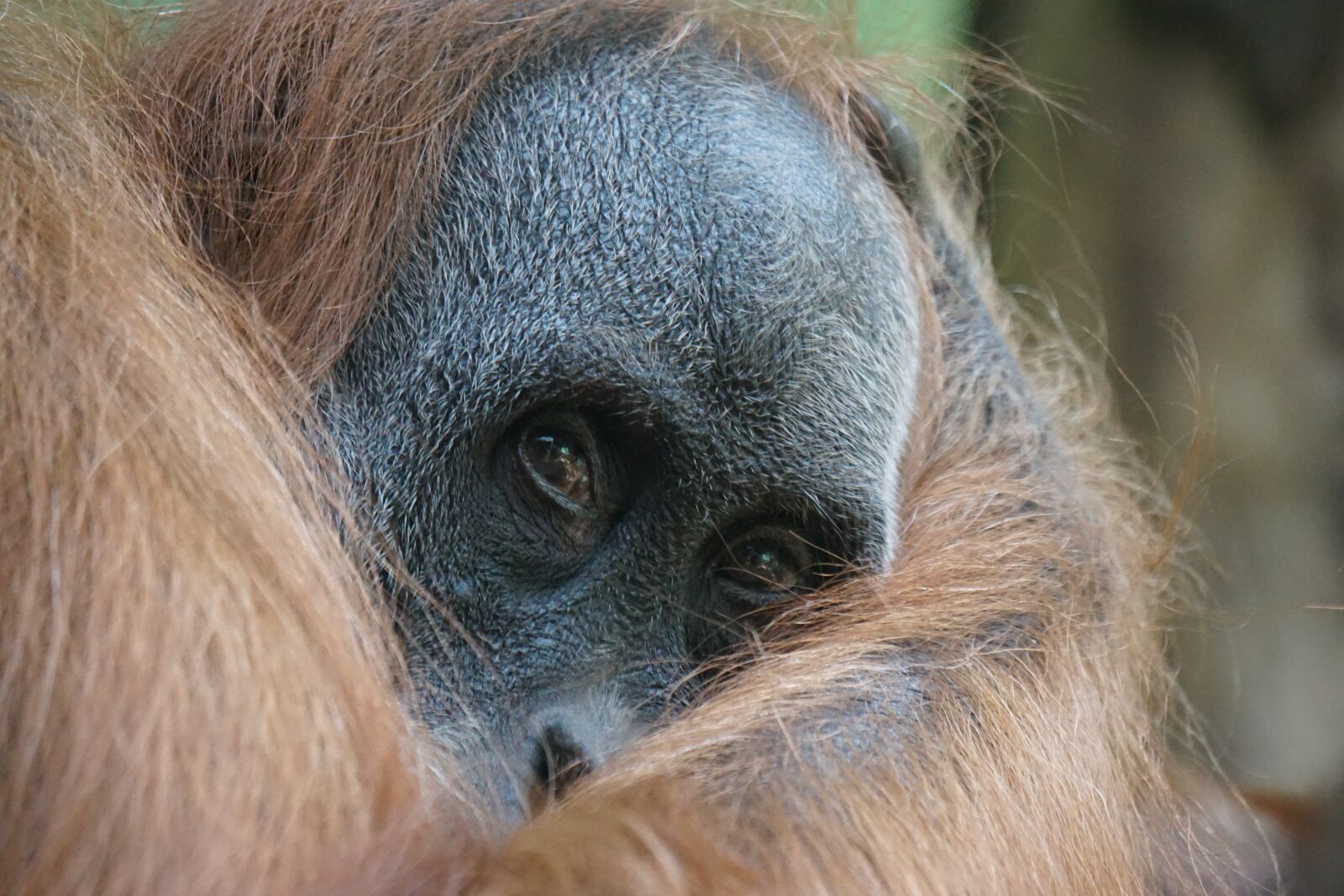 Sony ILCA-77M2 + Sony 70-400mm F4-5.6 G SSM sample photo. Orang utan, primate, ape photography