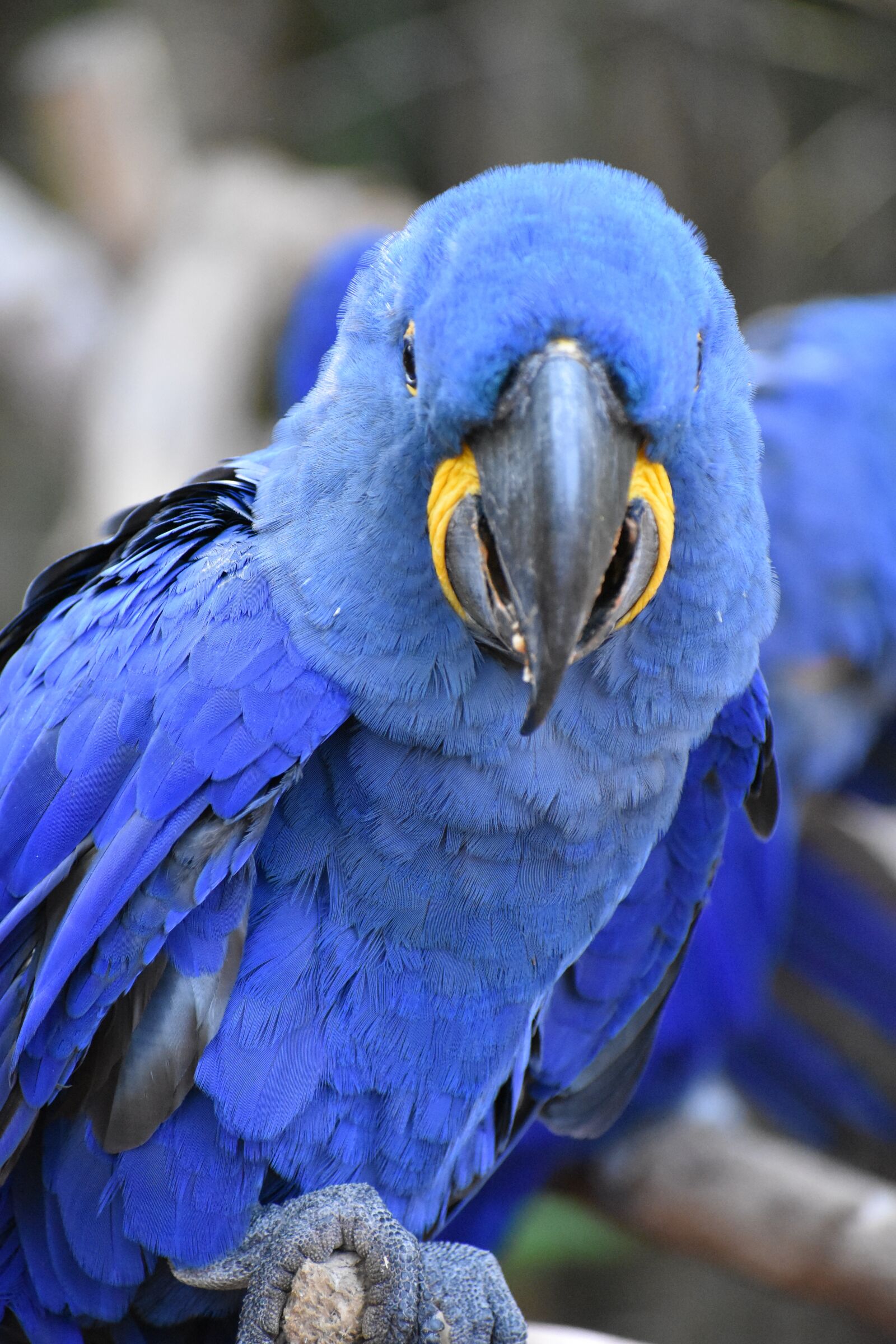 Nikon D3400 sample photo. Bird, wildlife, zoo photography