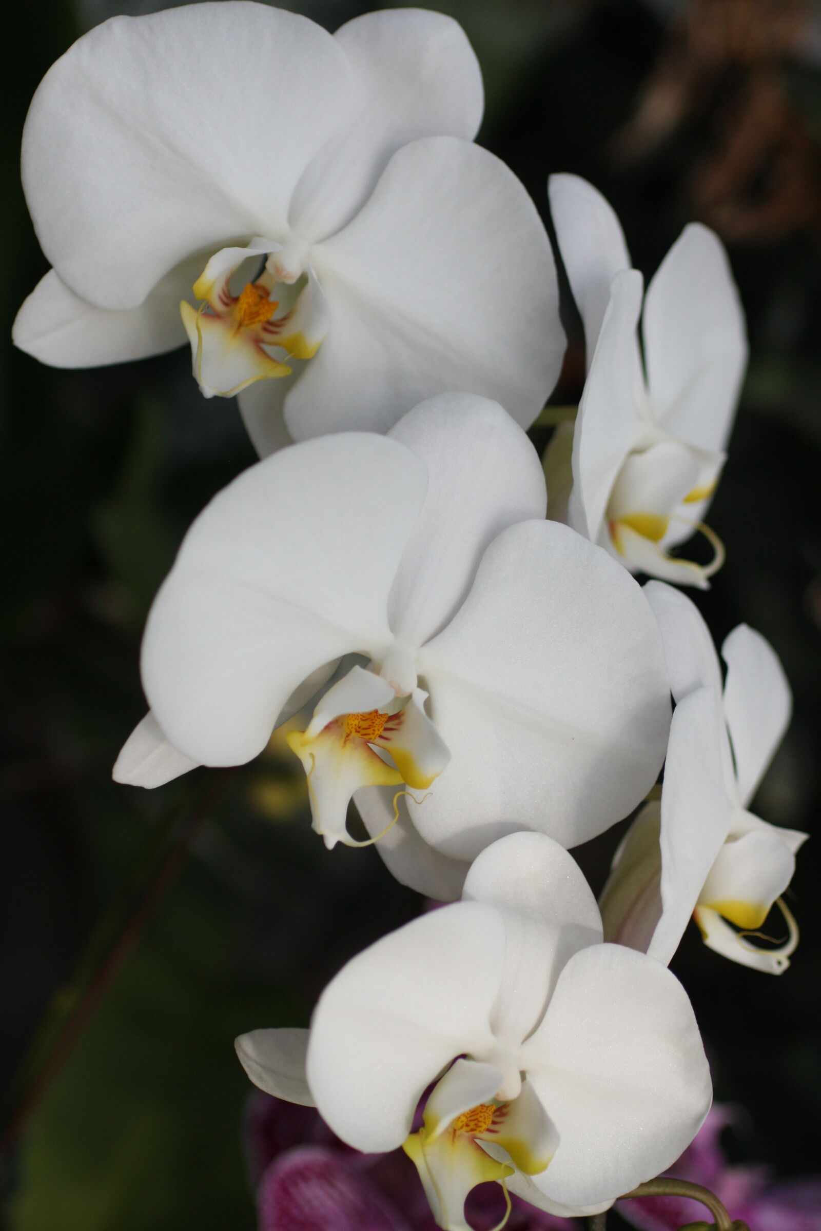 Sigma 50mm f/2.8 EX sample photo