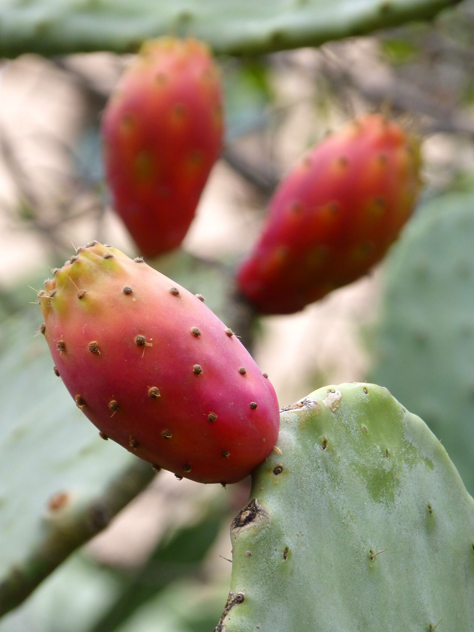 Panasonic DMC-FZ62 sample photo. Chumbo, prickly pear, prickly photography