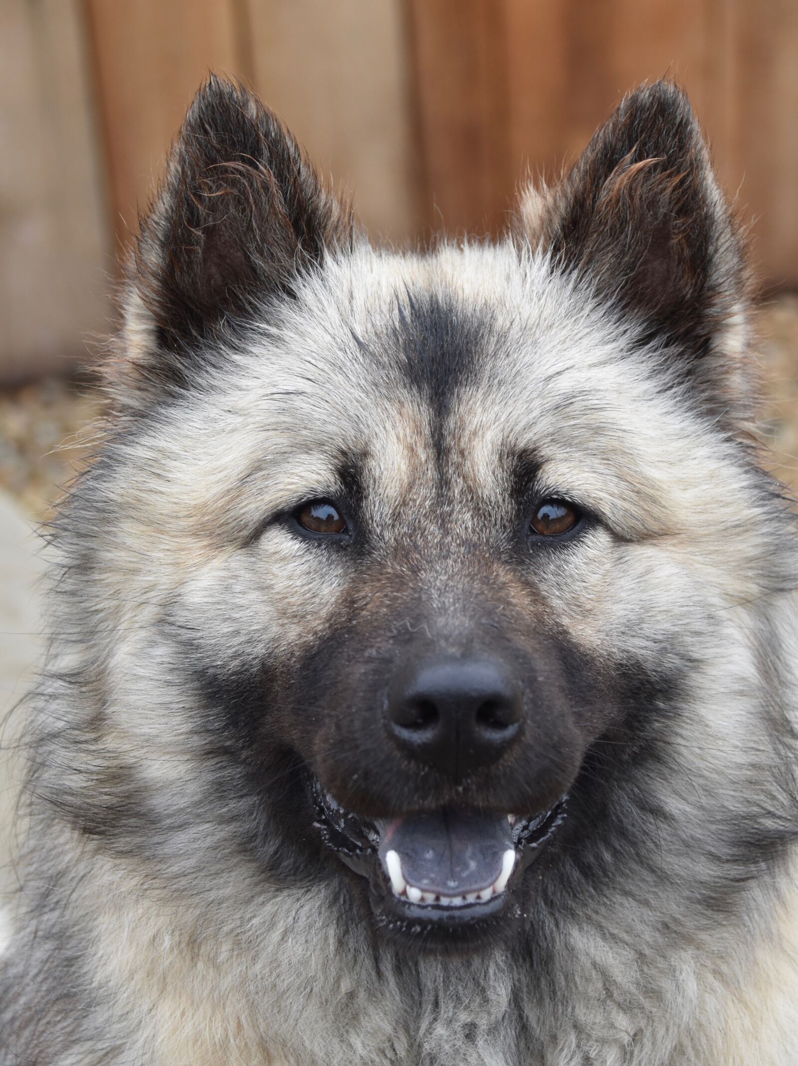 Nikon D5600 sample photo. Dog, dog eurasier, dog photography