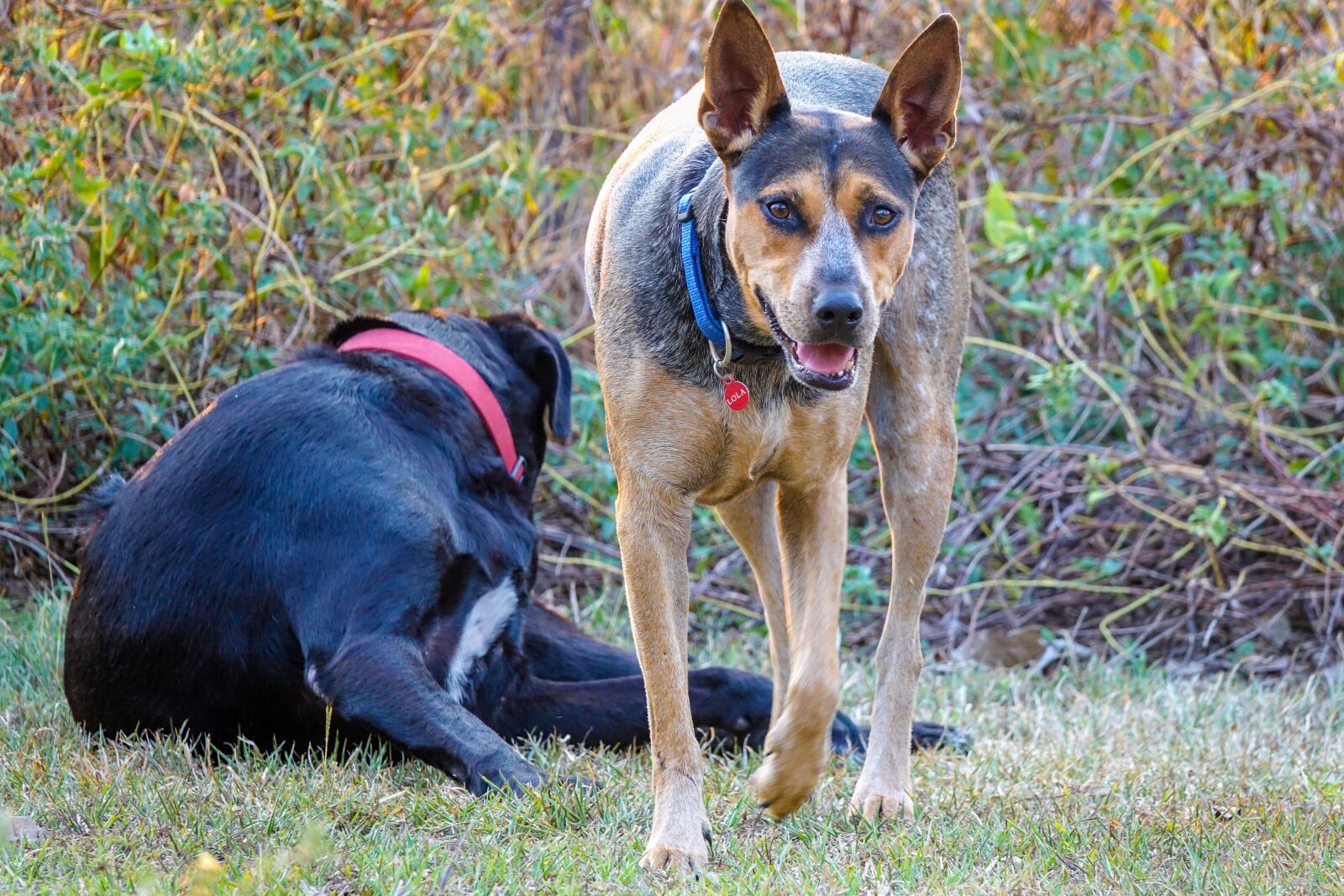 Sony Cyber-shot DSC-RX10 III sample photo. Cattle dog, australia, kelpie photography