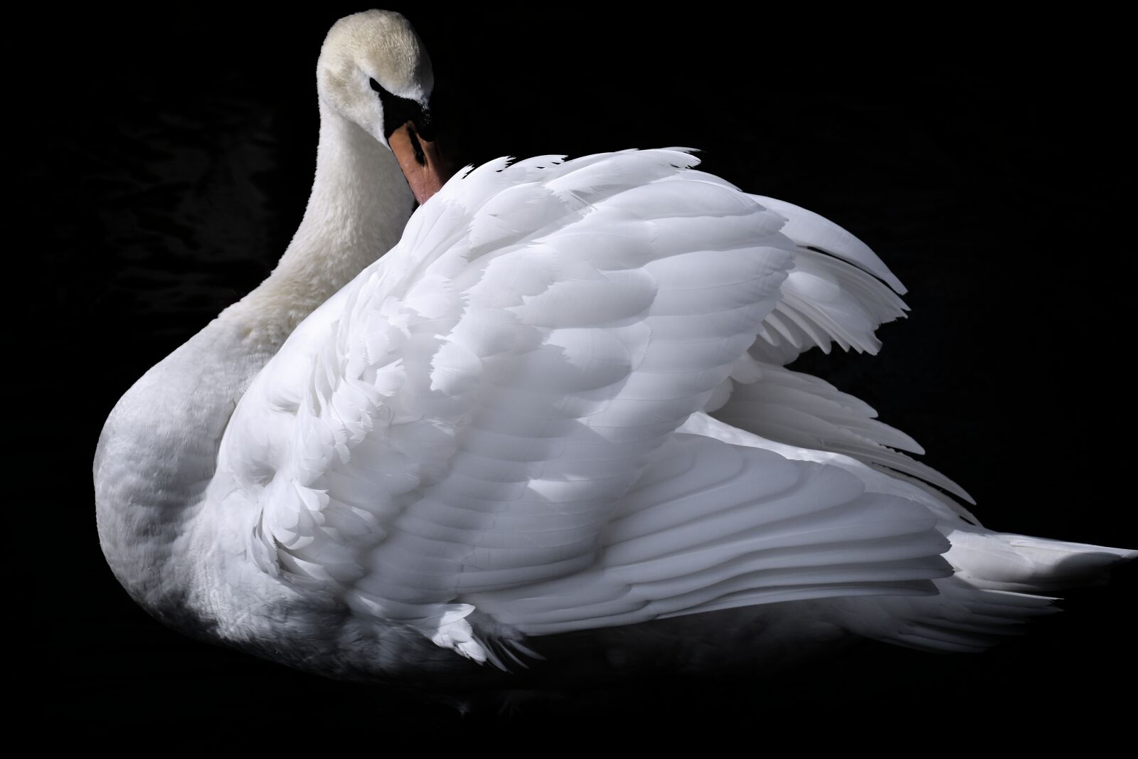 Nikon D7200 sample photo. Swan, elegant, noble photography
