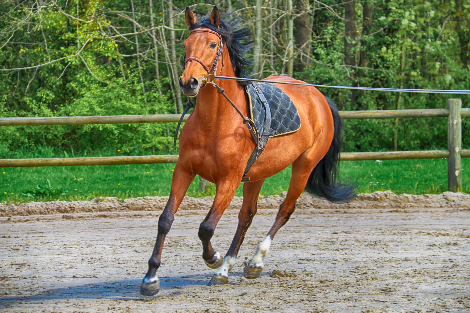 Canon EOS 70D + Canon EF-S 18-200mm F3.5-5.6 IS sample photo. Animals, horse, race photography