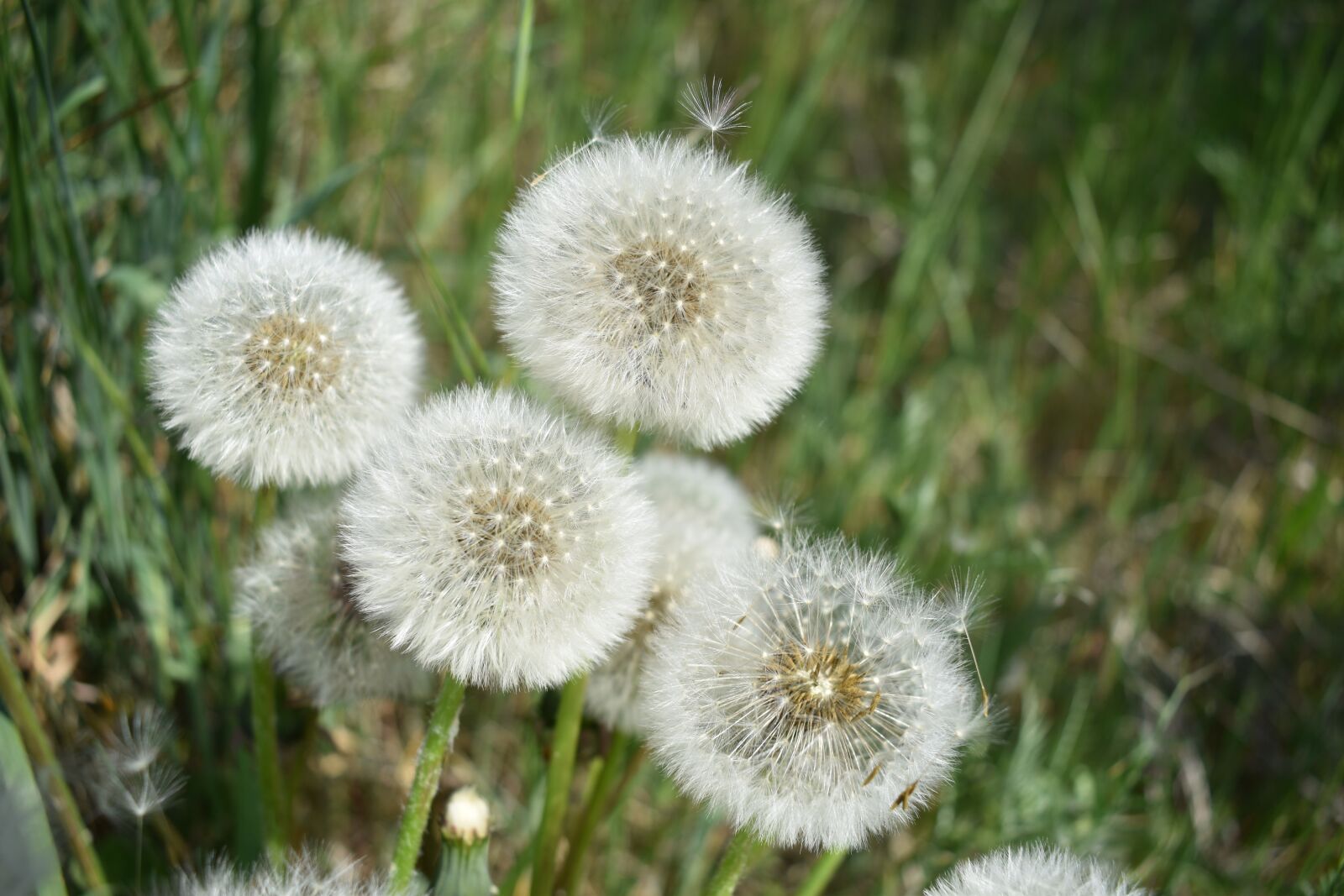 Nikon D3500 sample photo. Taraxacum, asteraceae, plant photography