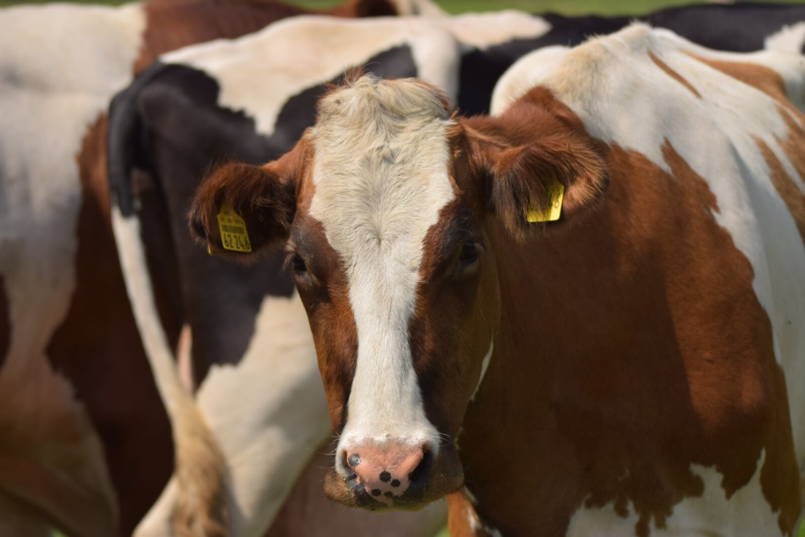 Nikon D5300 sample photo. Cow, milk cow, beef photography