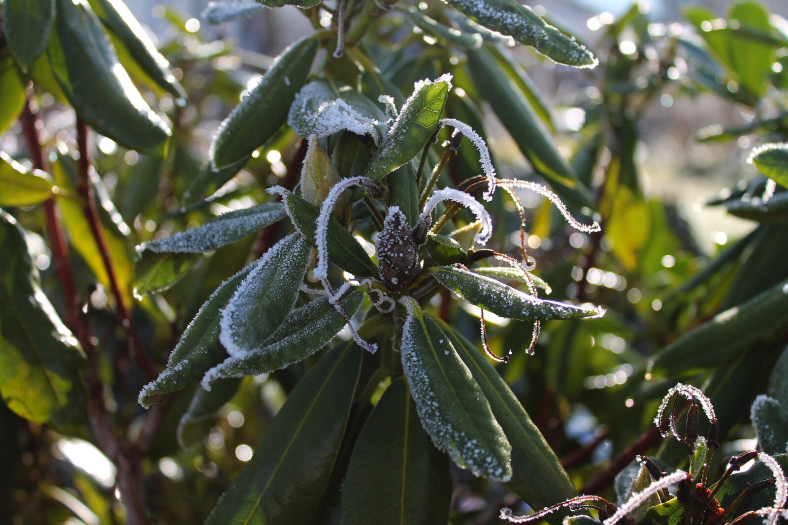 Canon EOS 1100D (EOS Rebel T3 / EOS Kiss X50) sample photo. Rhododendrons, frost, ice photography
