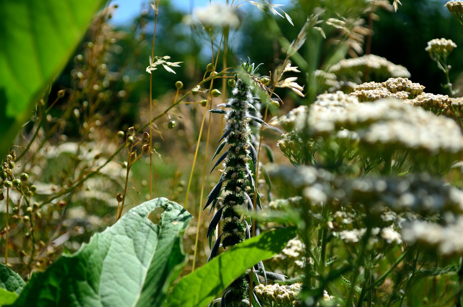 Nikon D5100 sample photo. Flowers, summer, motley grass photography