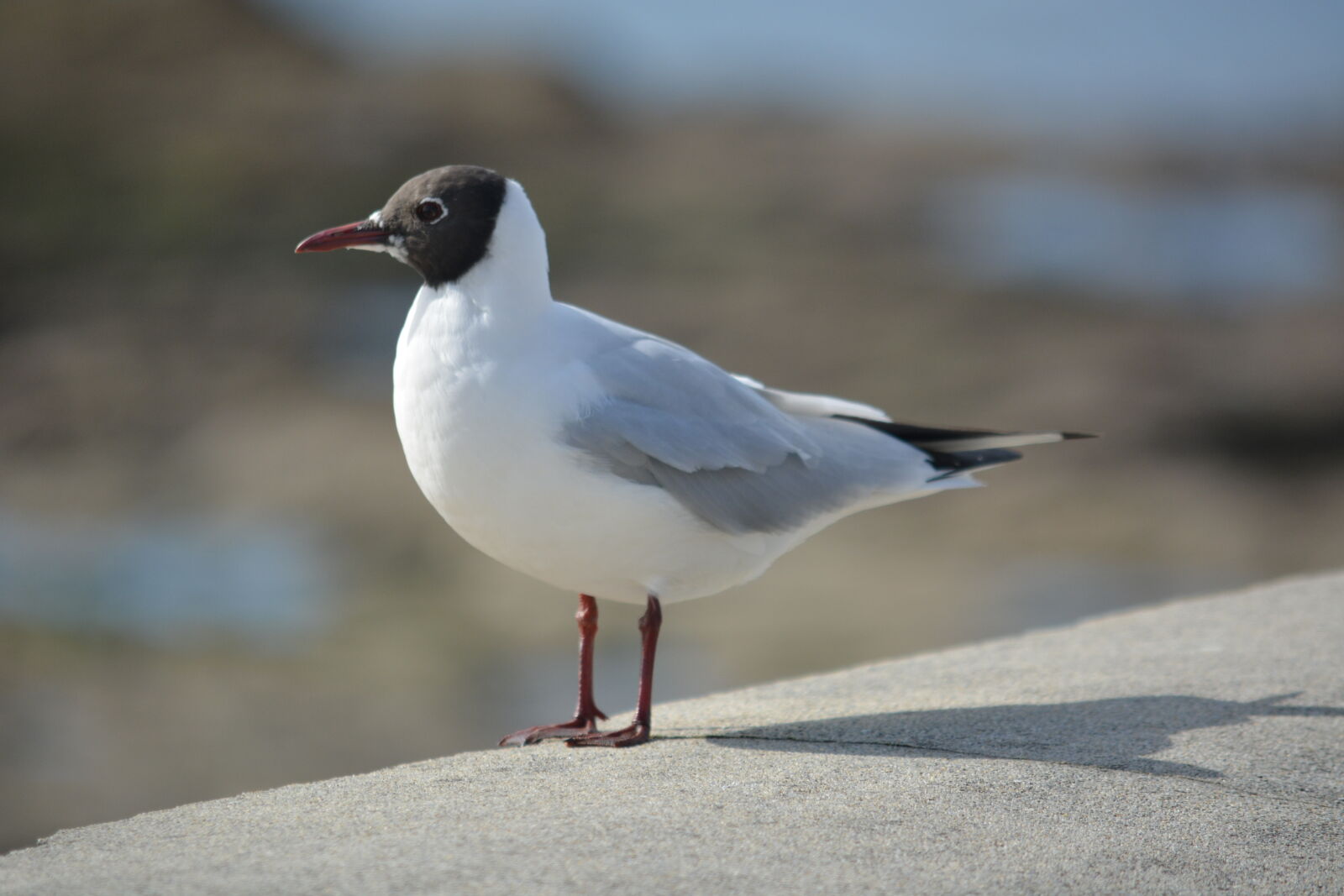 Nikon D5200 sample photo. Bird, animal, seagull, gull photography