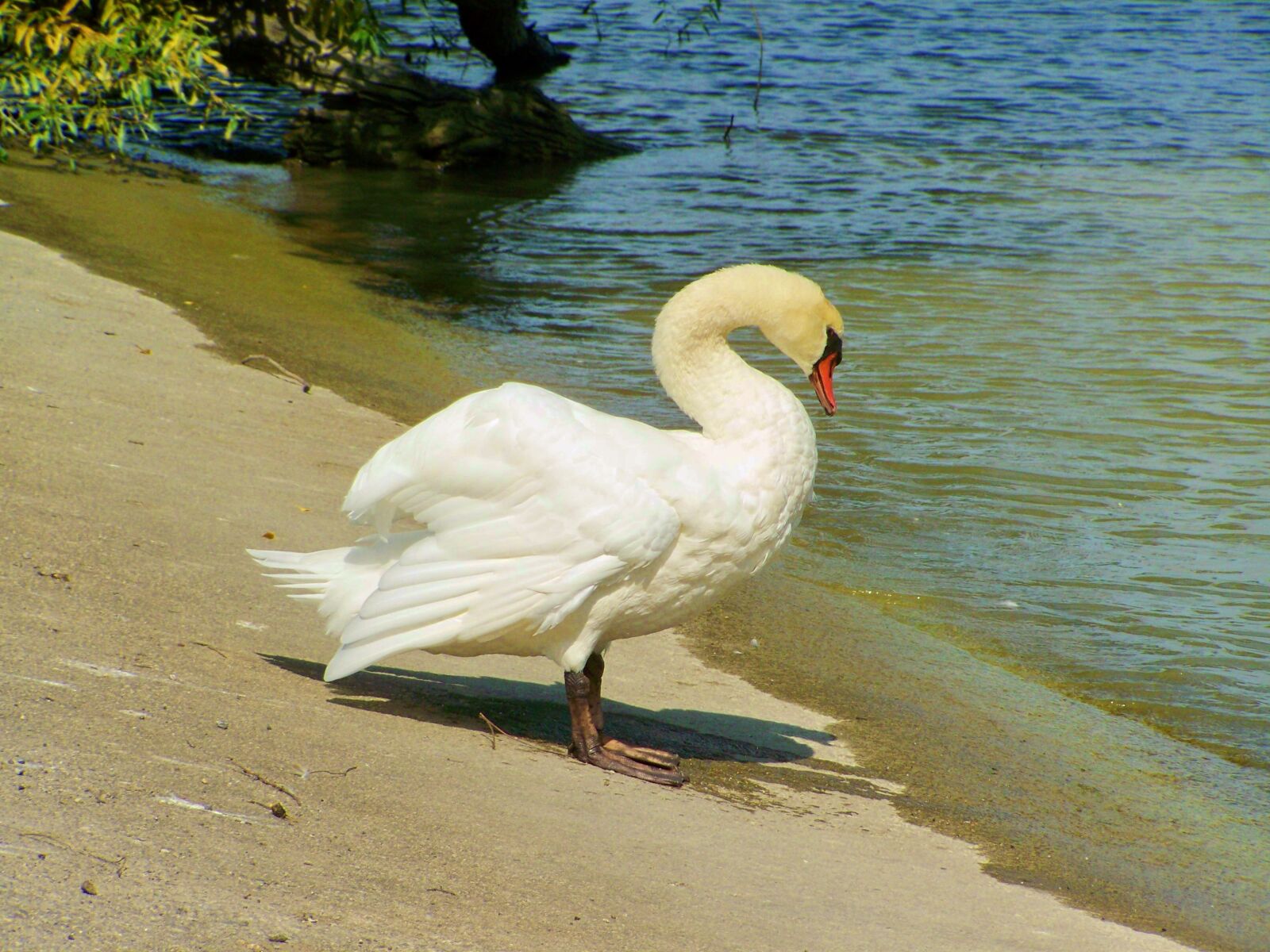 Kodak EASYSHARE ZD710 ZOOM DIGITAL CAMERA sample photo. Swan, waterfowl, white bird photography