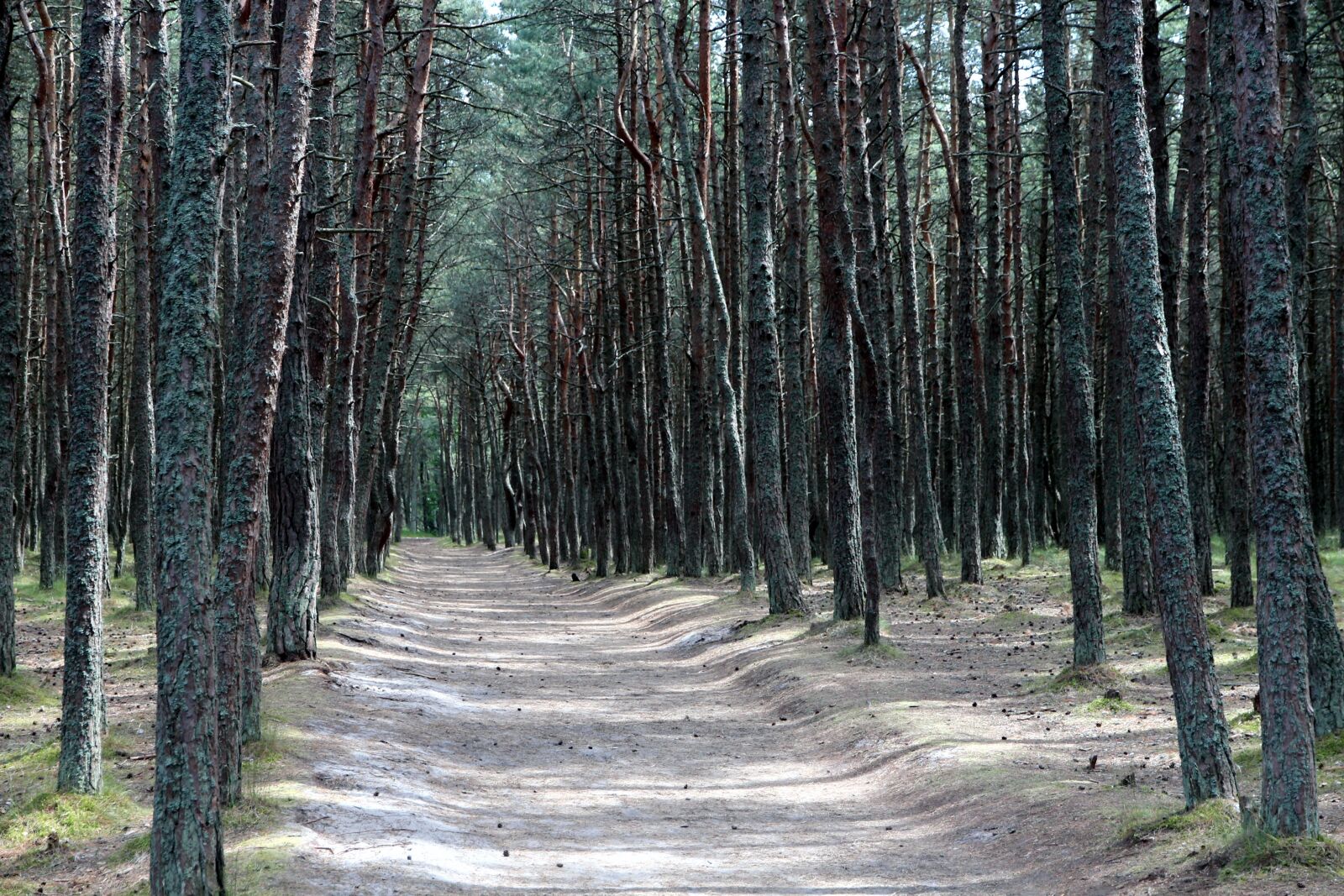 Canon EOS 650D (EOS Rebel T4i / EOS Kiss X6i) sample photo. Forest, coniferous forest, pine photography