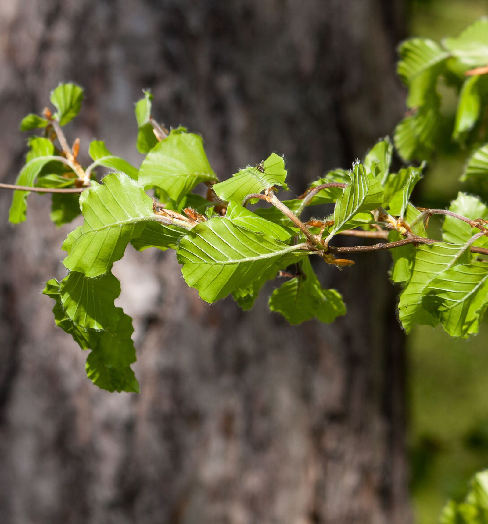 Canon EOS 50D sample photo. Branch, leaves photography
