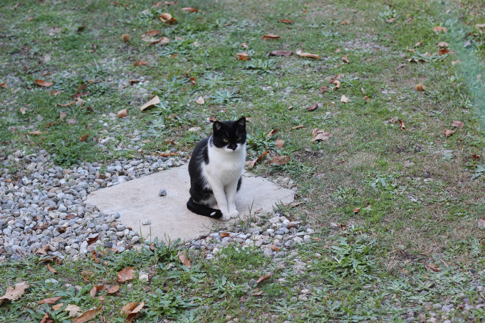 Canon EOS 550D (EOS Rebel T2i / EOS Kiss X4) sample photo. Cat, garden, feline photography