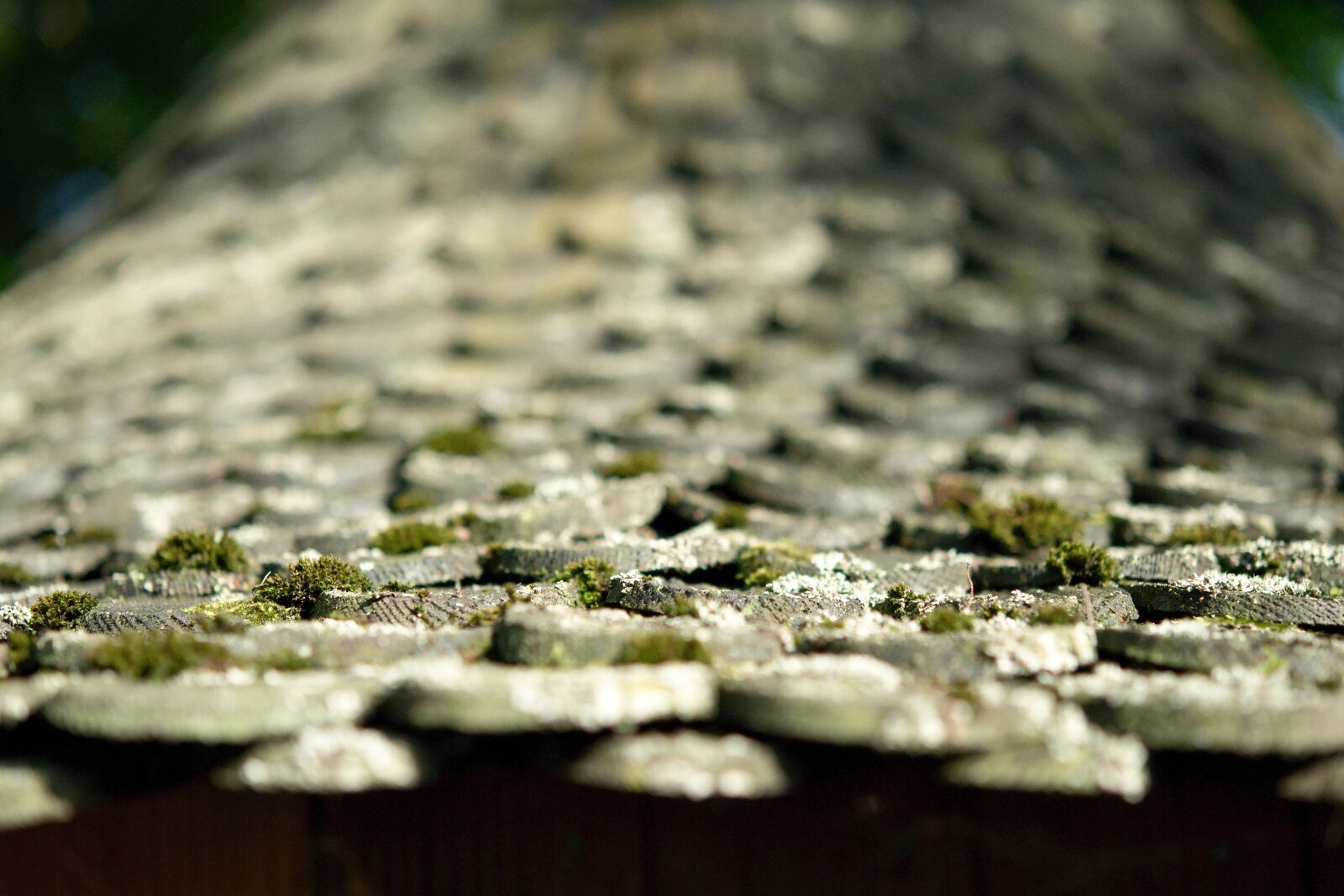 Nikon D5000 sample photo. Roof, shingle, wood photography