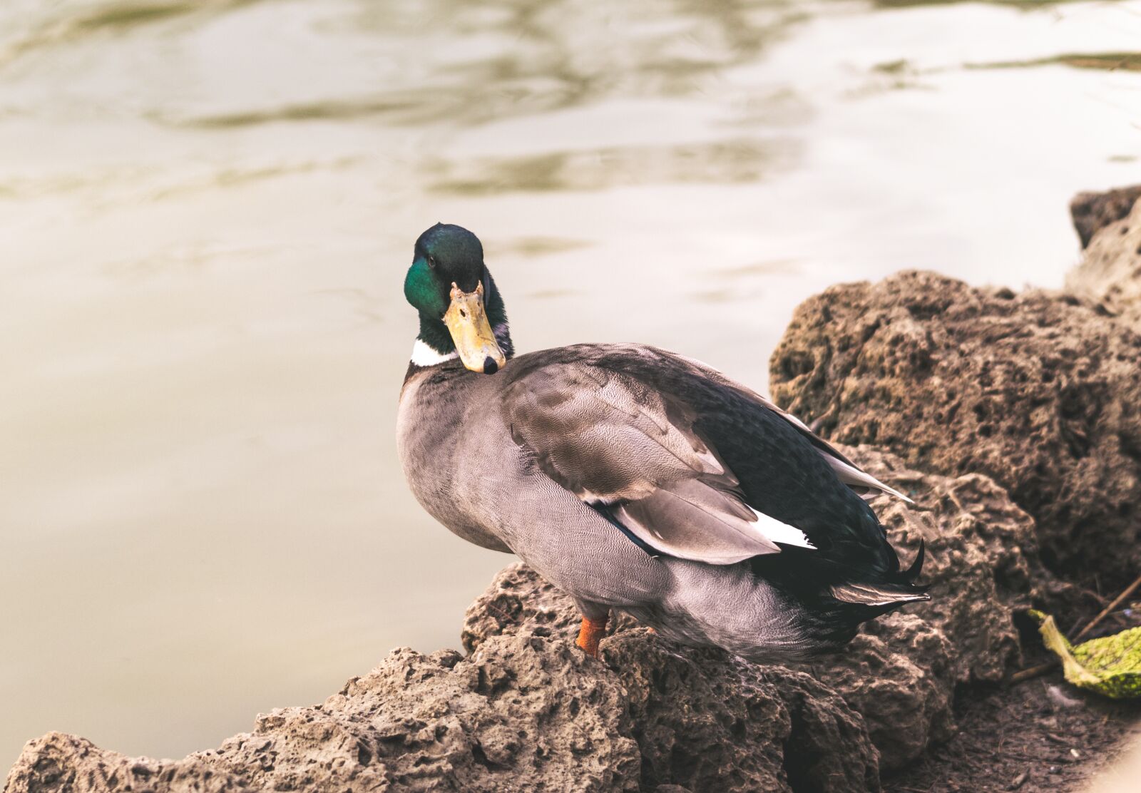 Tamron 70-210mm F4 Di VC USD sample photo. Oca, duck, chicks photography