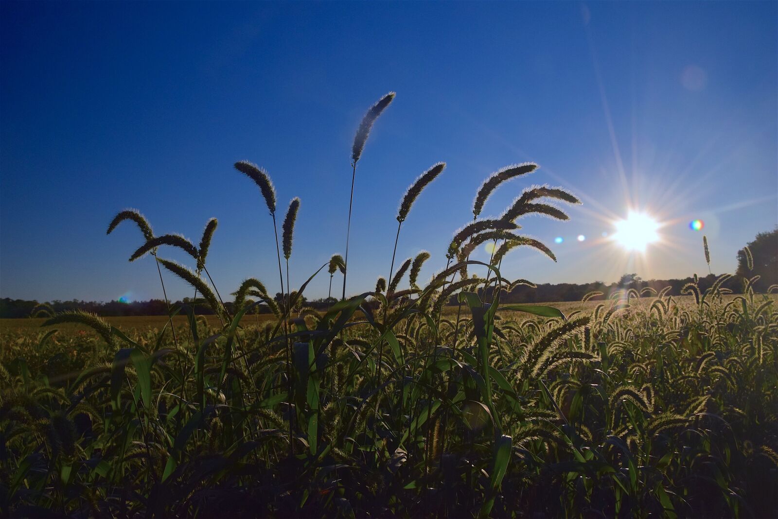 Nikon D3300 sample photo. Field, rural, sunset photography